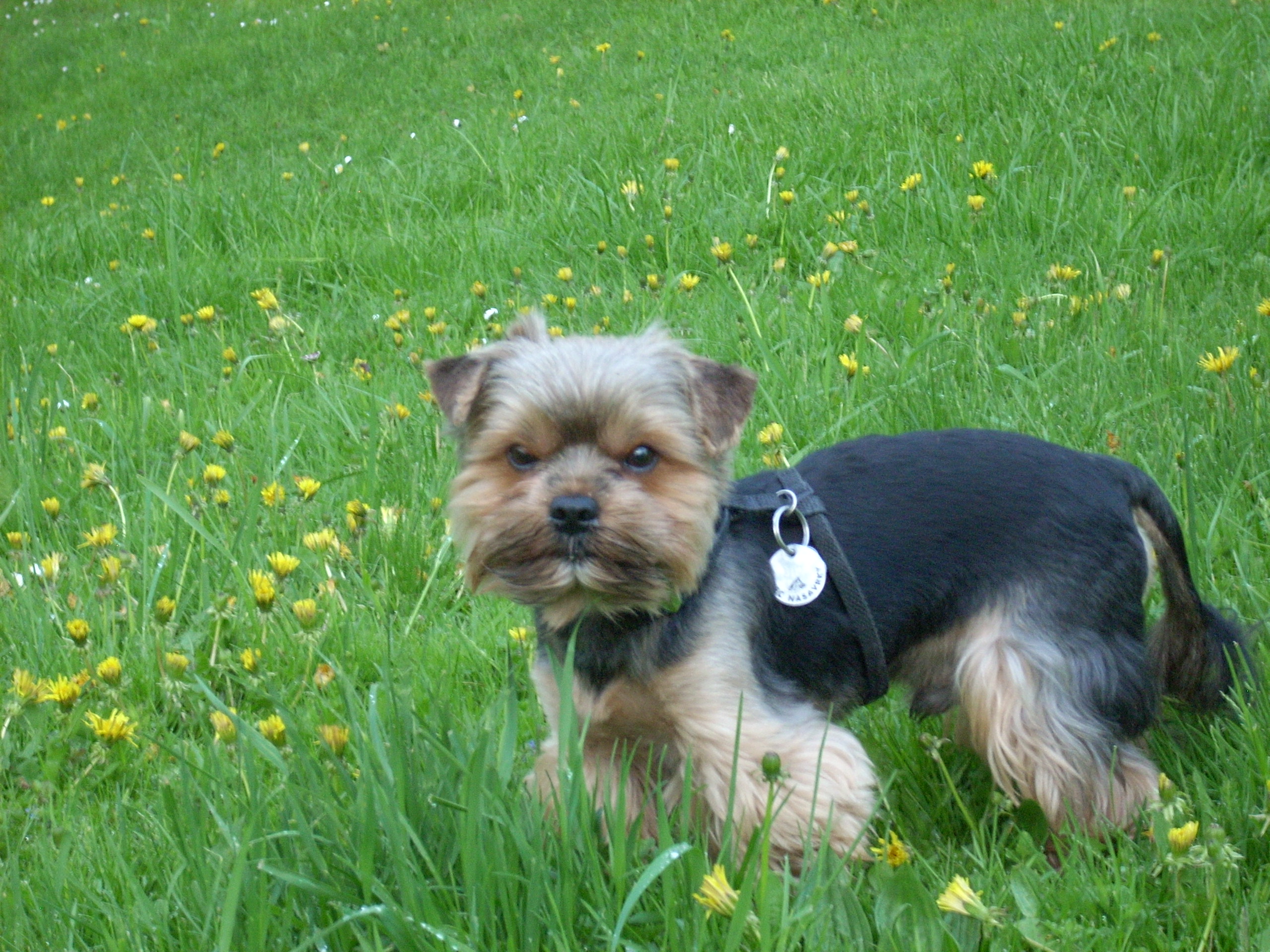 MVDr. Karel Štros, CSc. Veterinární klinika Štros Vet foto 2