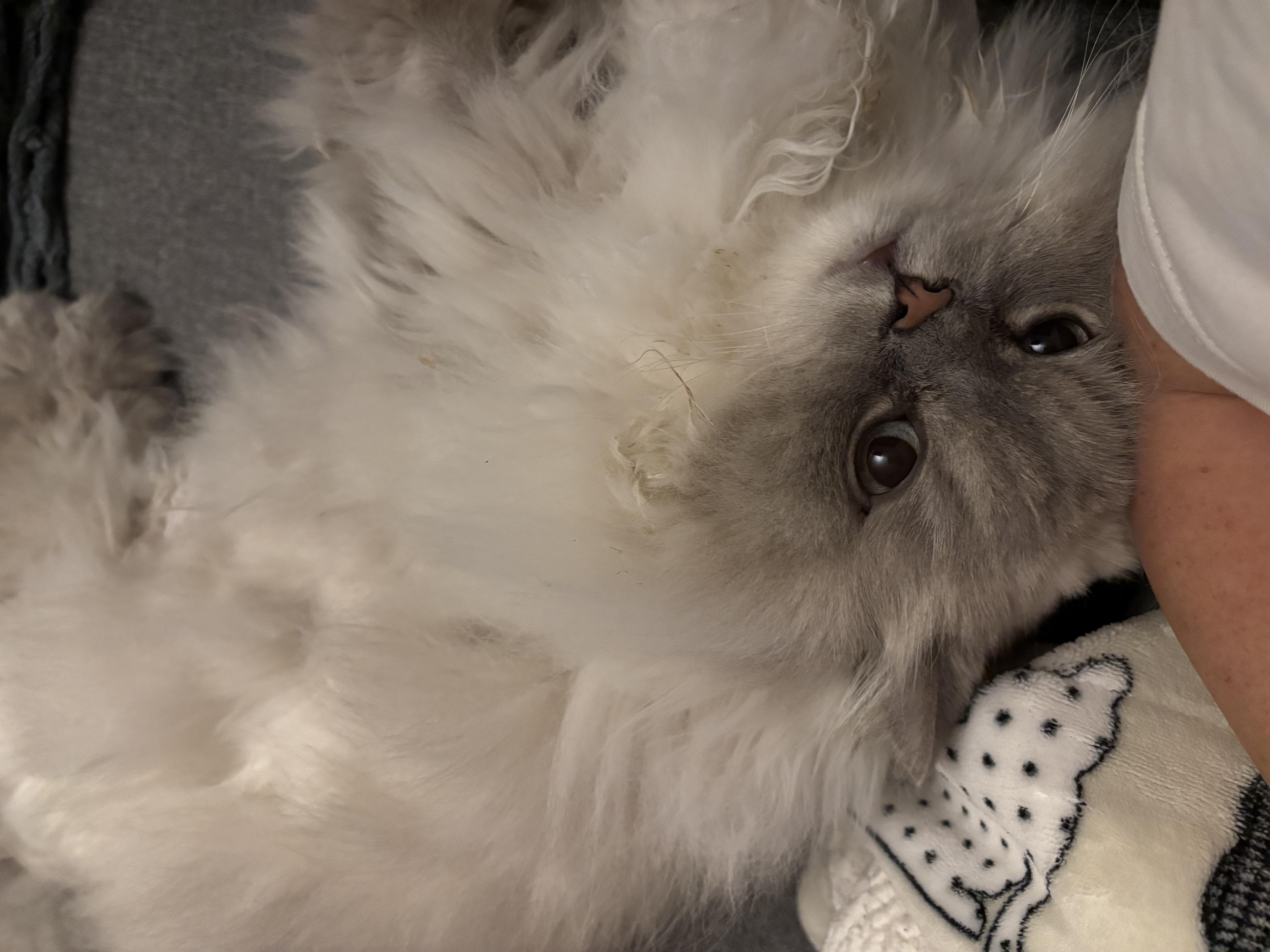 Veterinární klinika Chotěboř foto 4