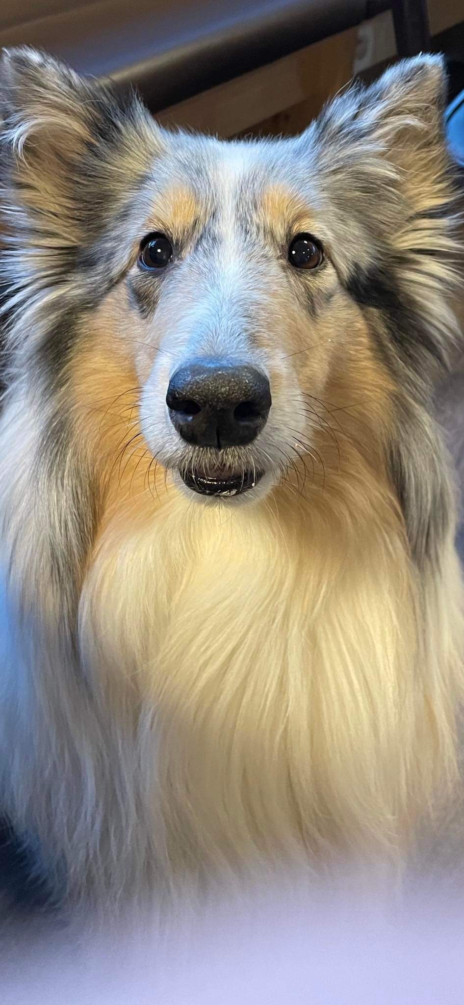 DOG salon Lusy Praha foto 6