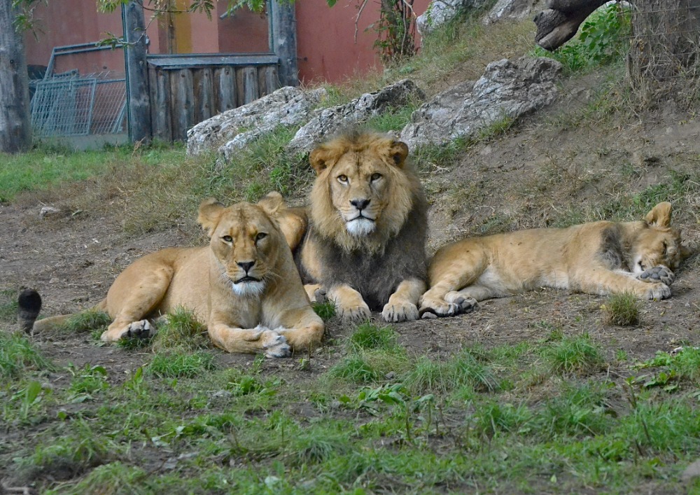 Zoologická zahrada Hodonín foto 4