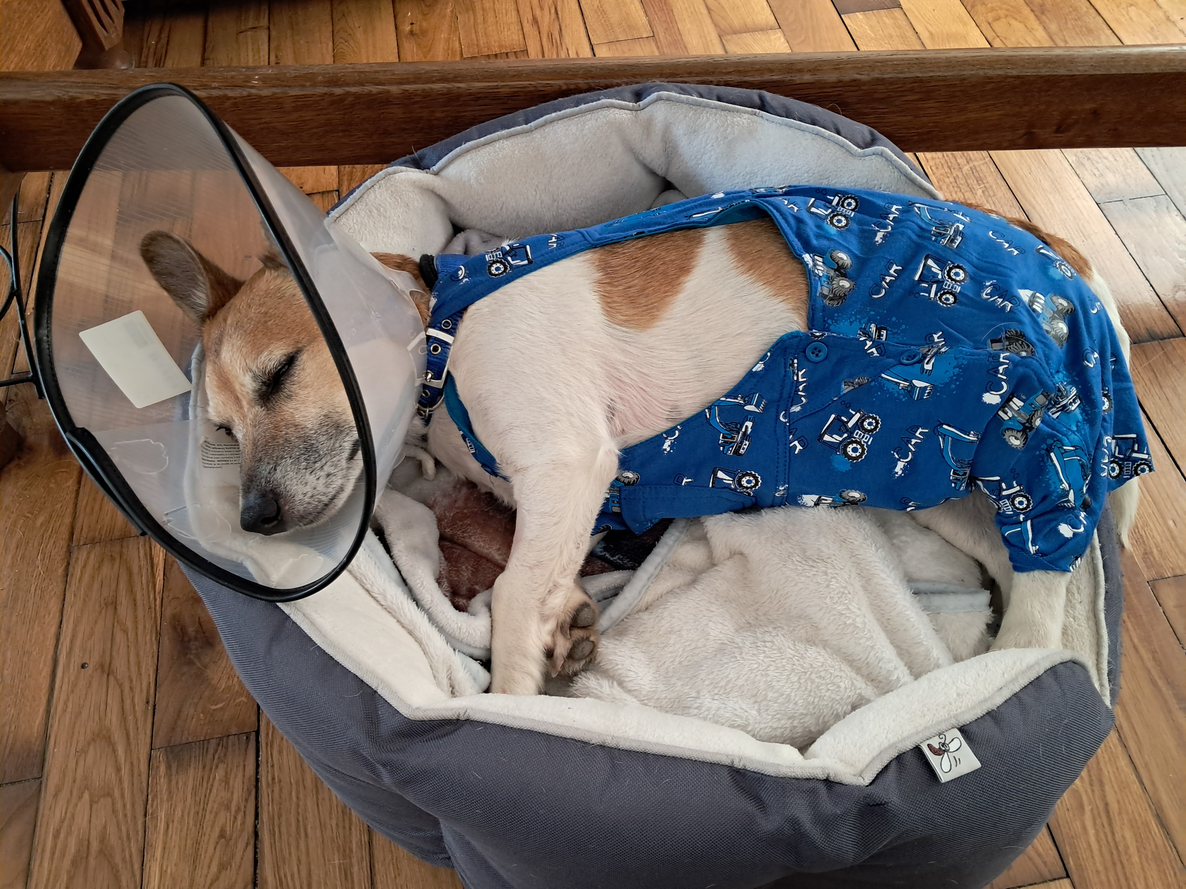 MVDr. Markéta Valešová - Veterinární ordinace a výjezdová služba foto 3