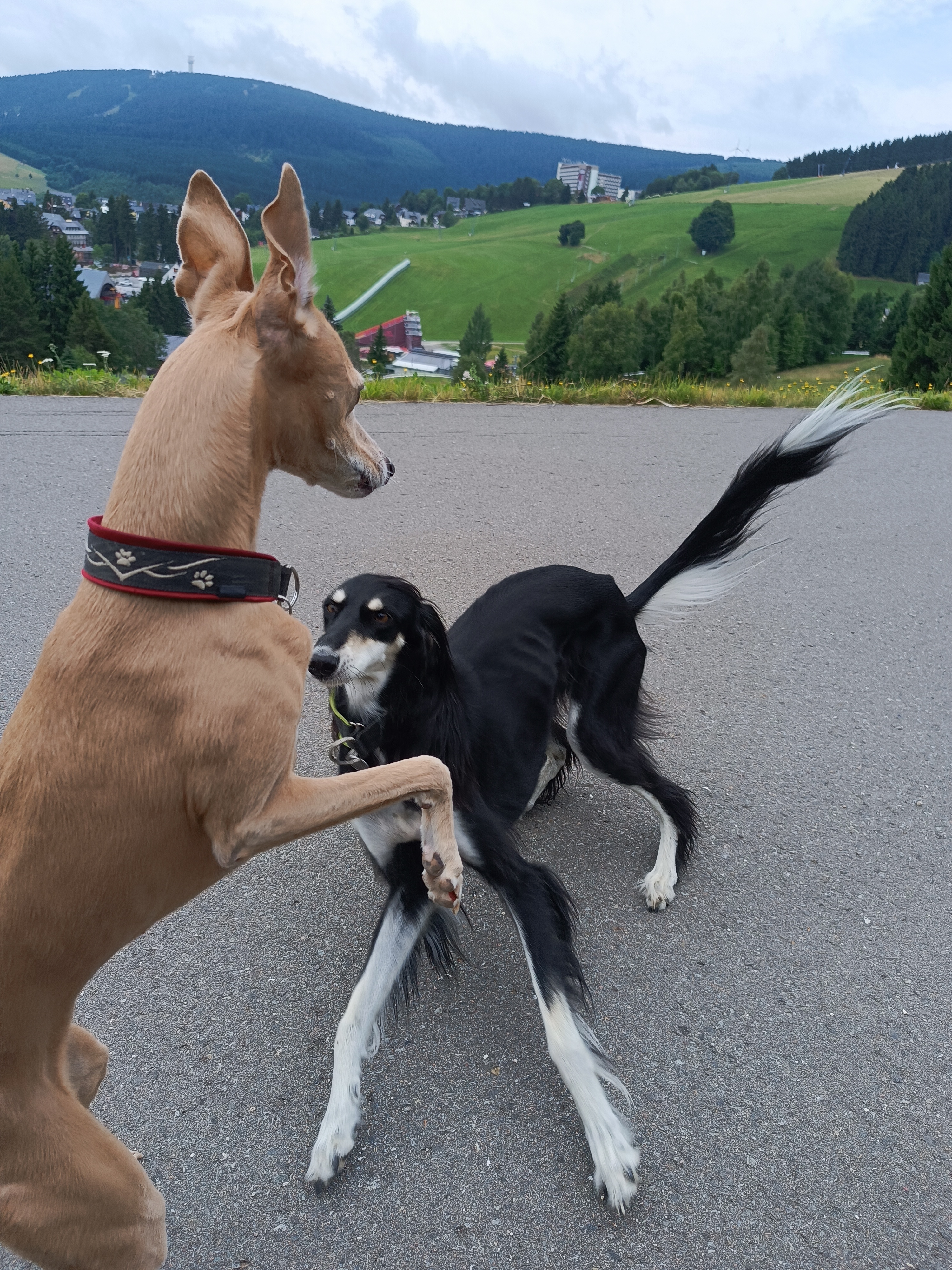 Kavárna U Chrta foto 1