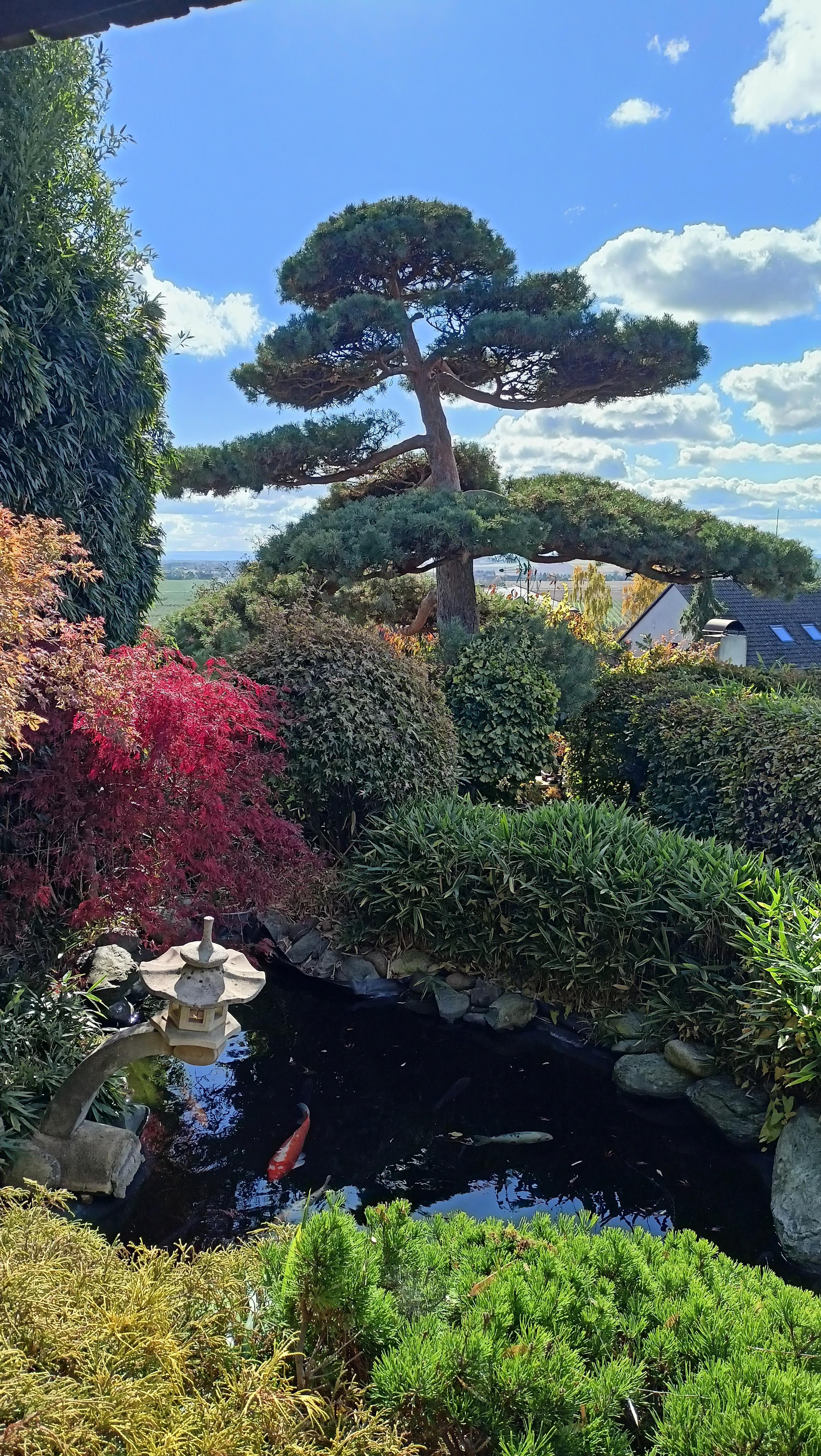 Bonsai centrum Libčany foto 5