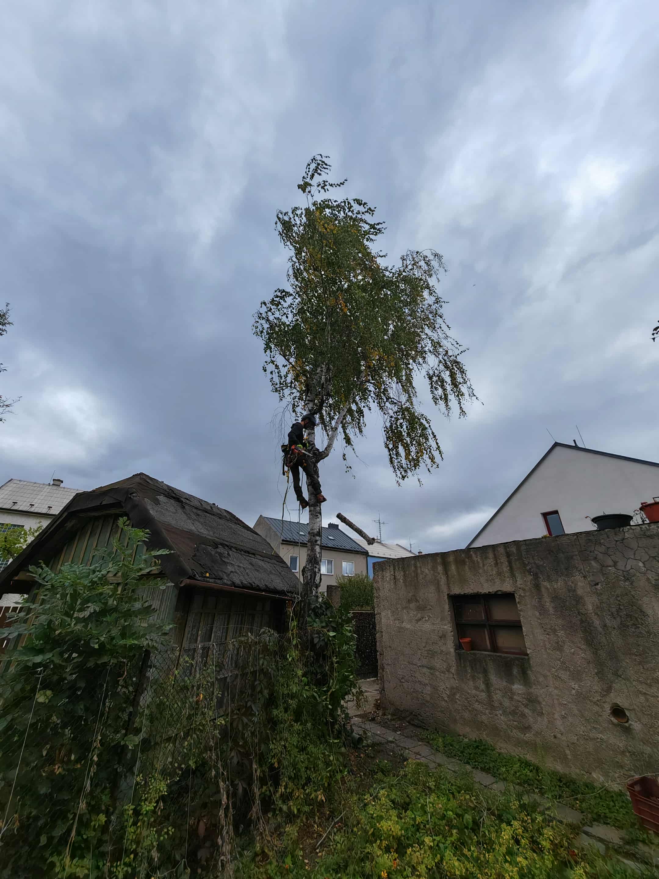 RKV Rizikové Kácení Vychodil foto 5