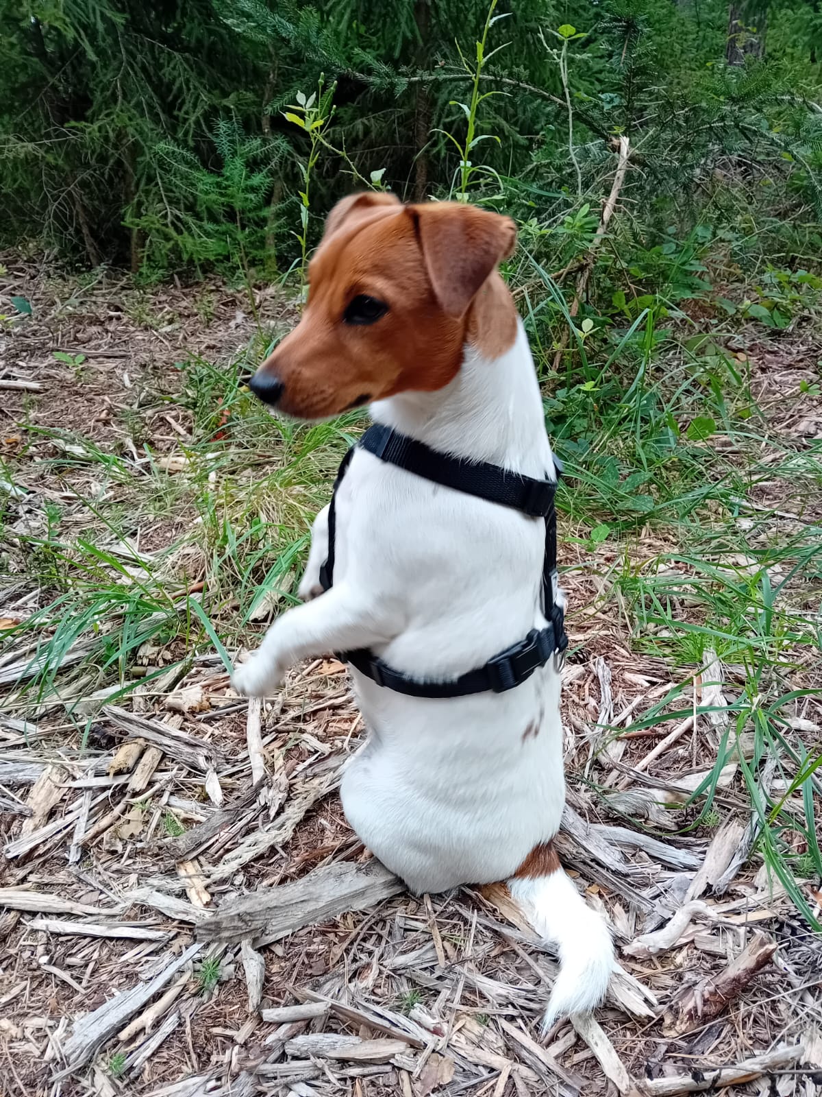 Veterinární ordinace MVDr. Jana Kubínová foto 2