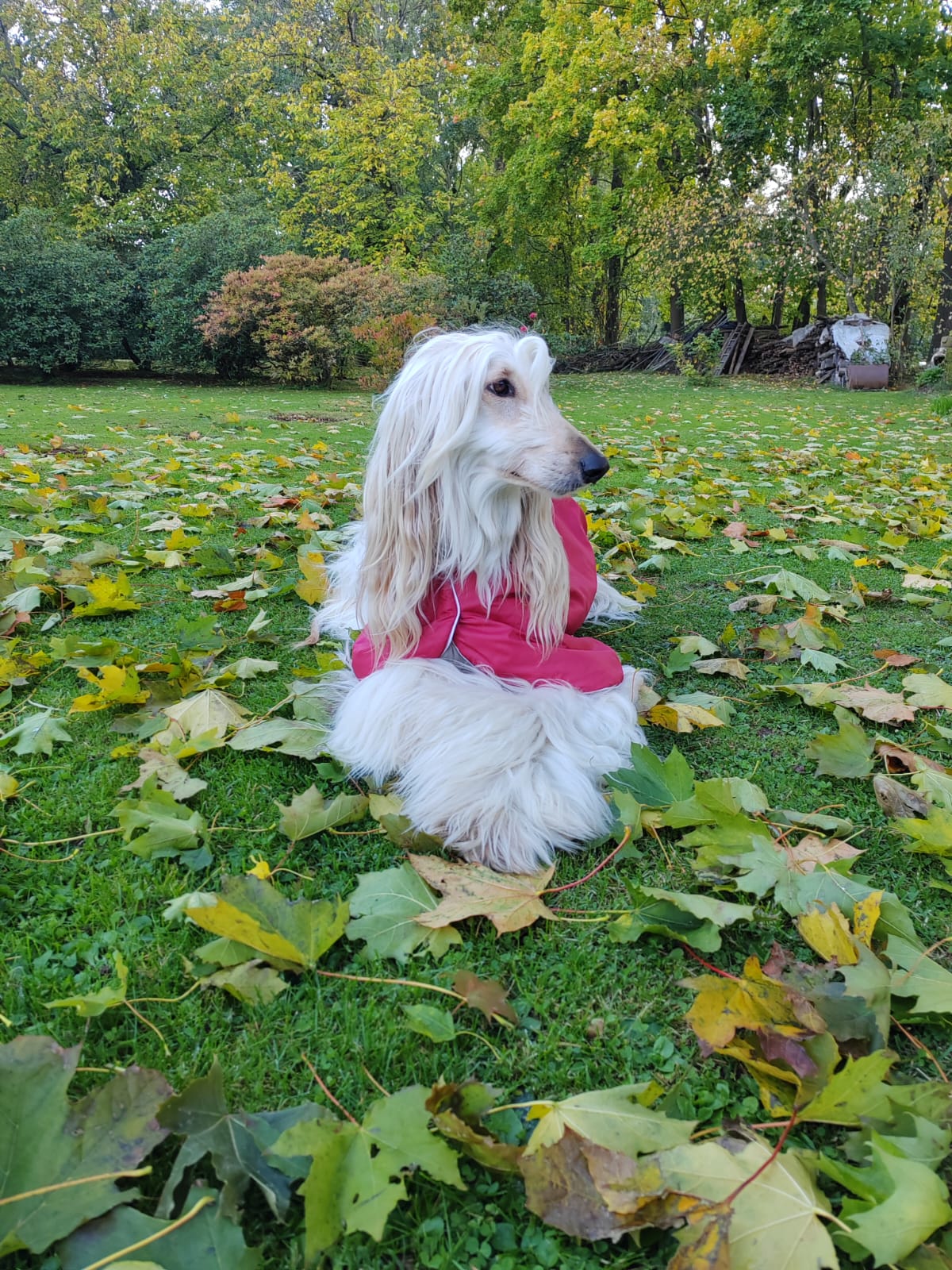 McTimoney chiropraktik Stuart Brock foto 2