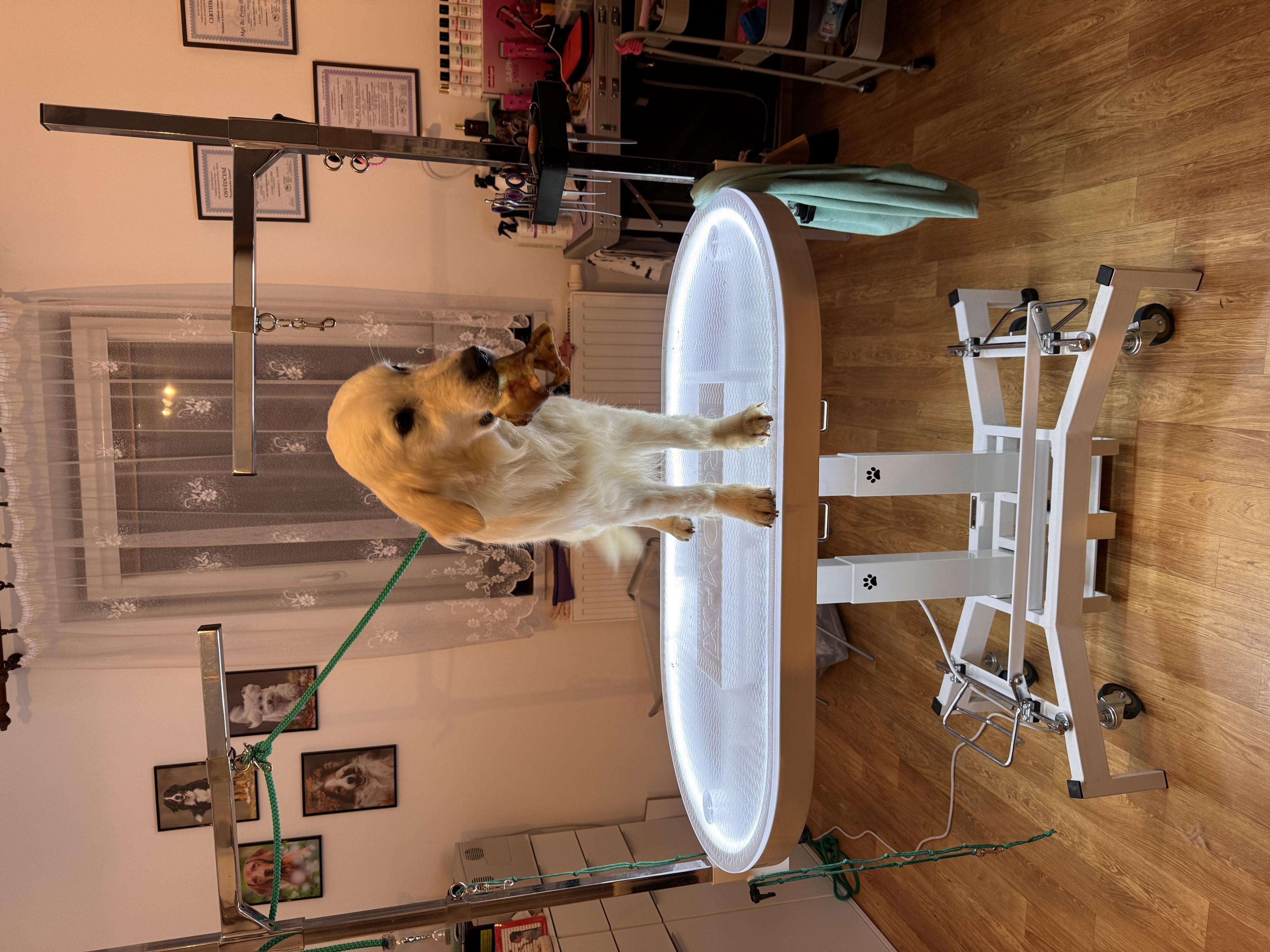 Psí salon na Svatém Kopečku foto 6