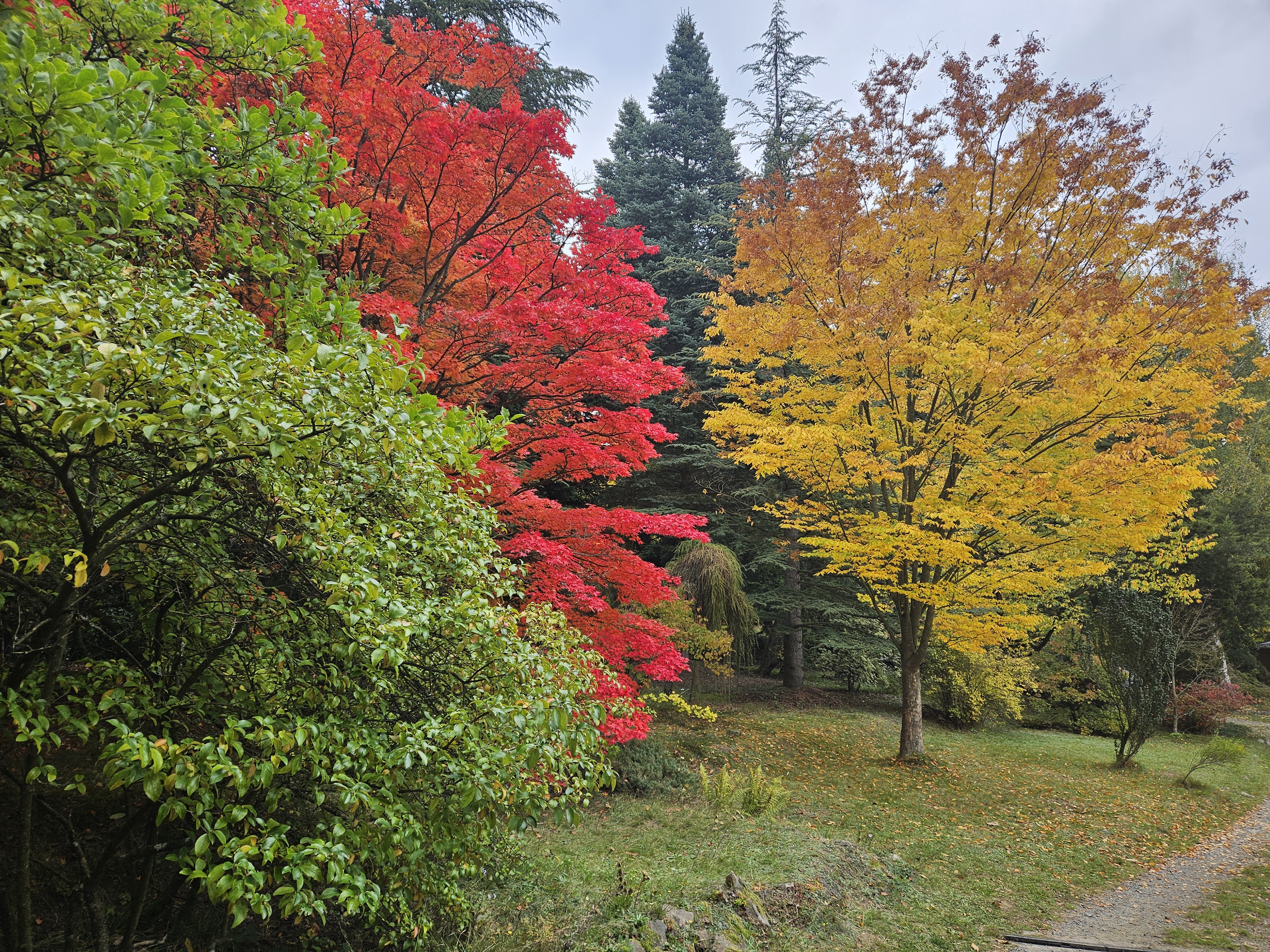 ČZU - Arboretum Fakulty lesnické a dřevařské foto 5