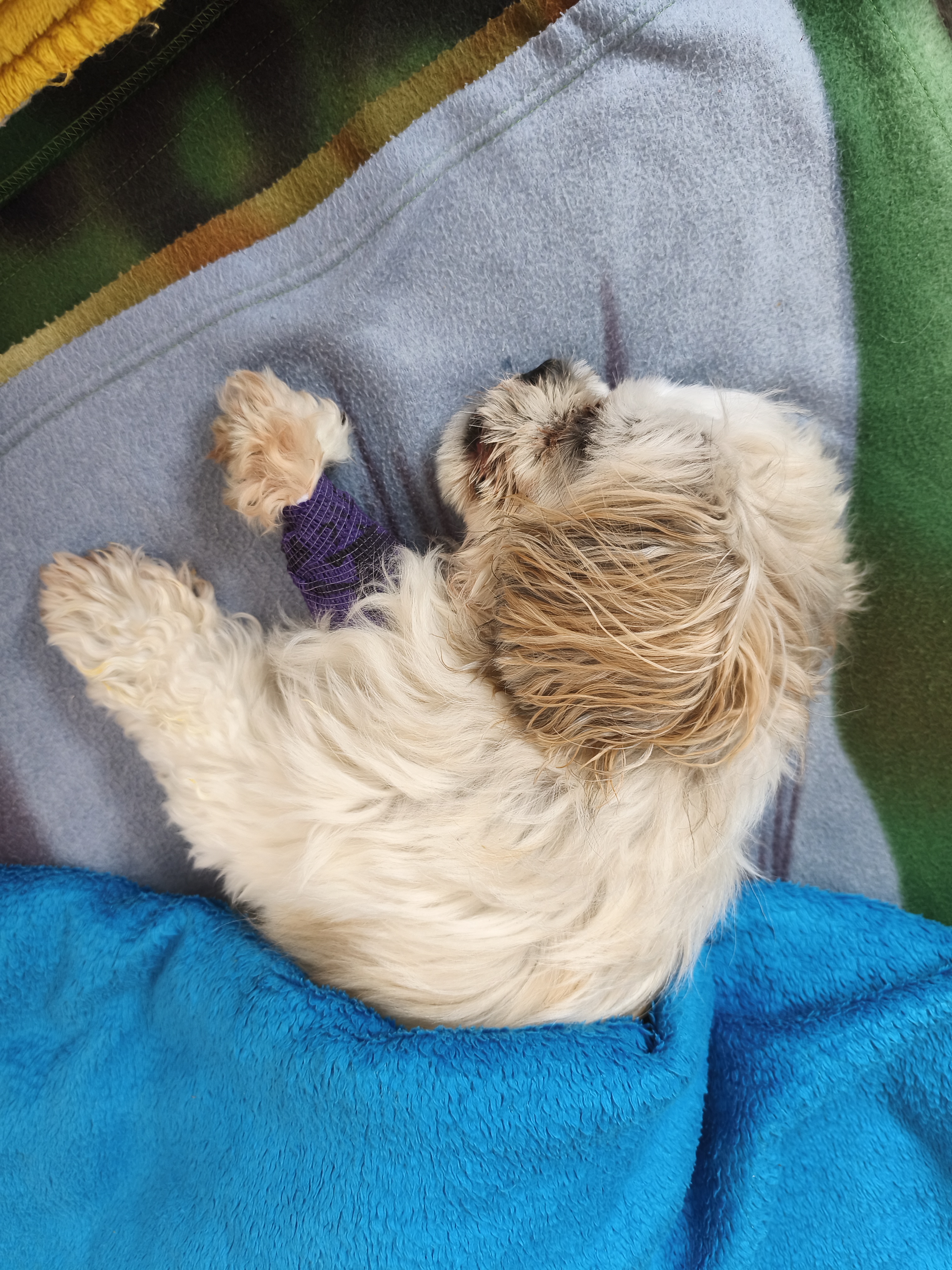 Veterinární ordinace SOVAvet foto 4