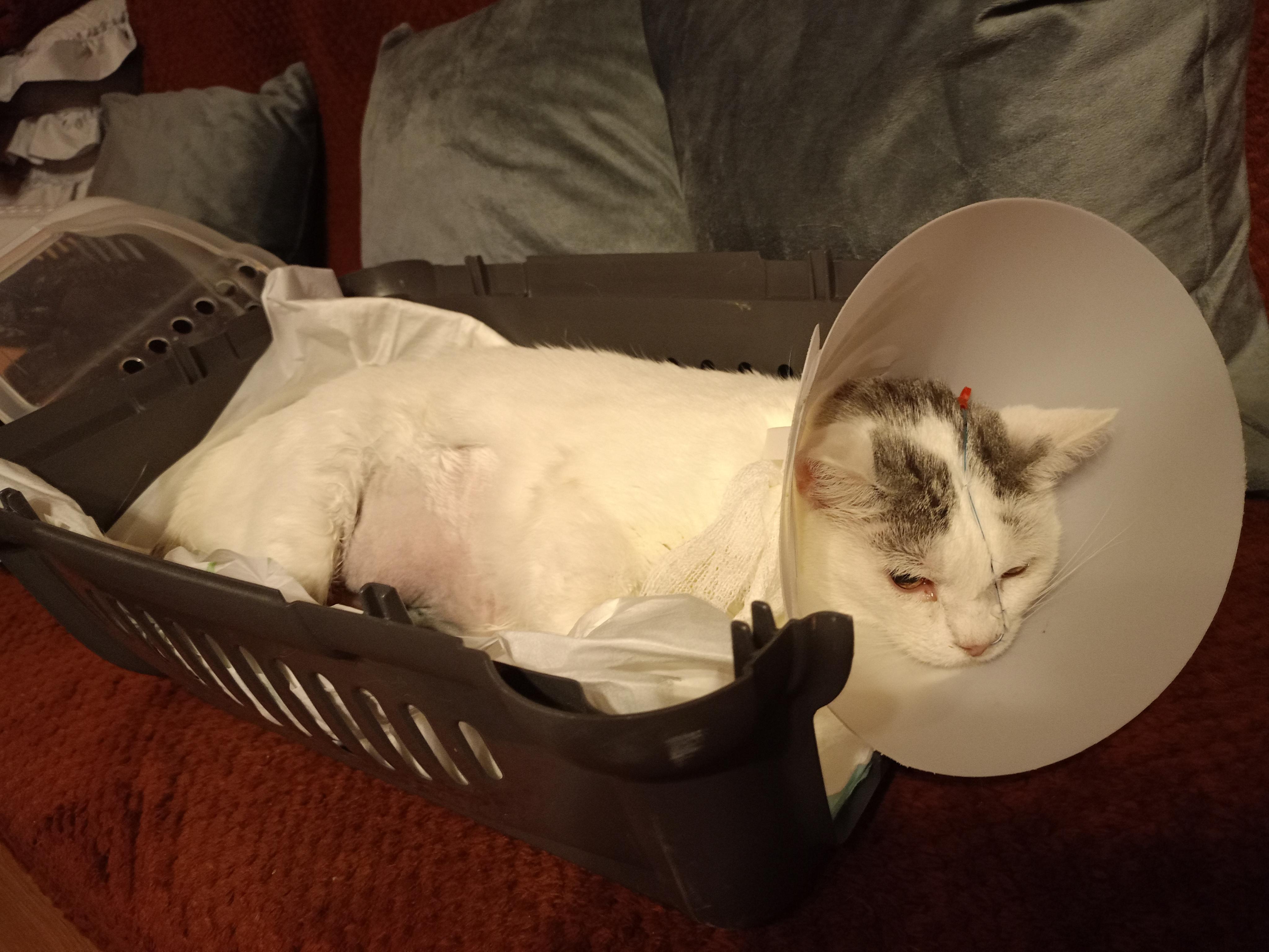 Veterina MVDr. Křížová foto 3