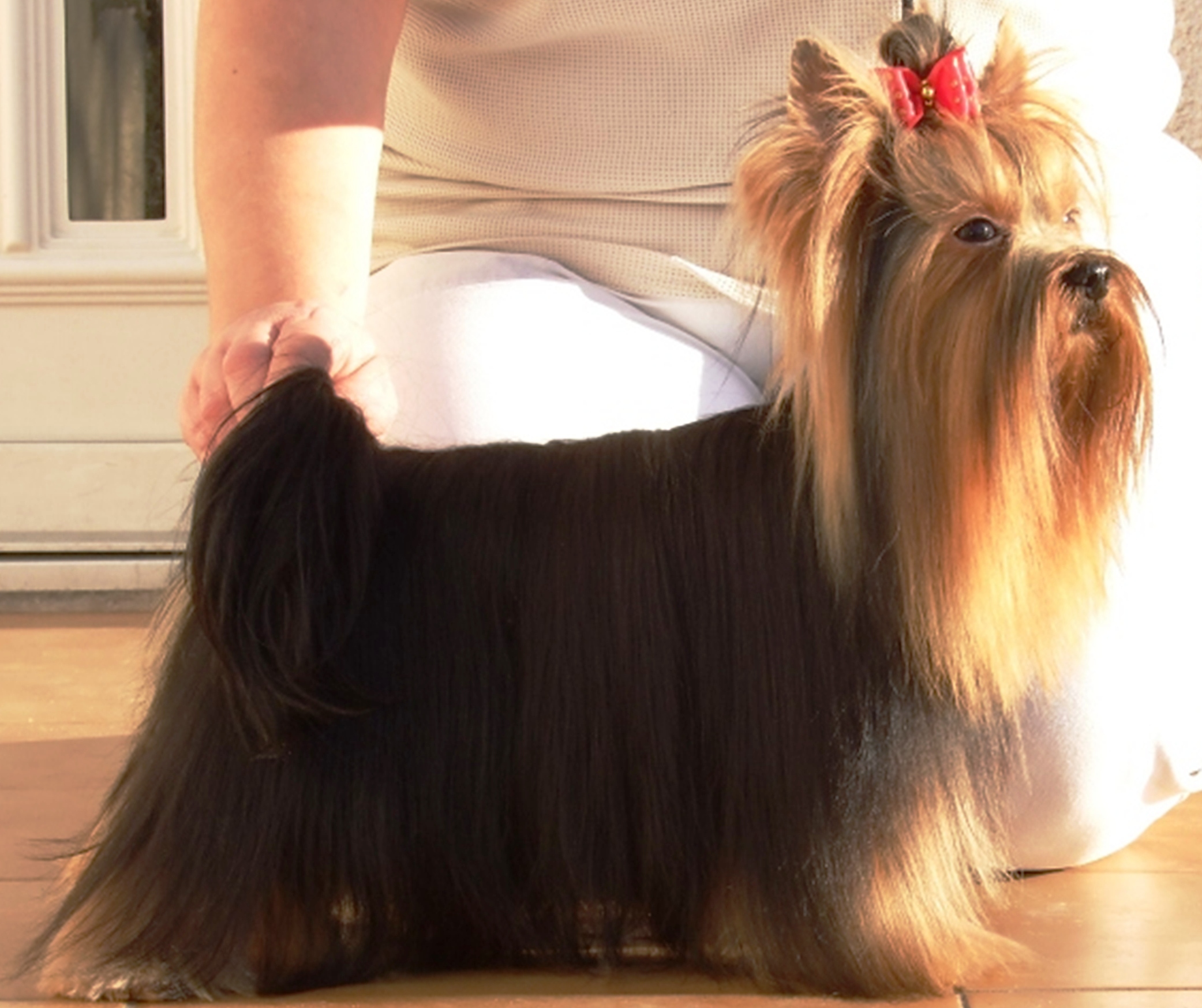 Veterinární ordinace MVDr. Monika Klimplová foto 3