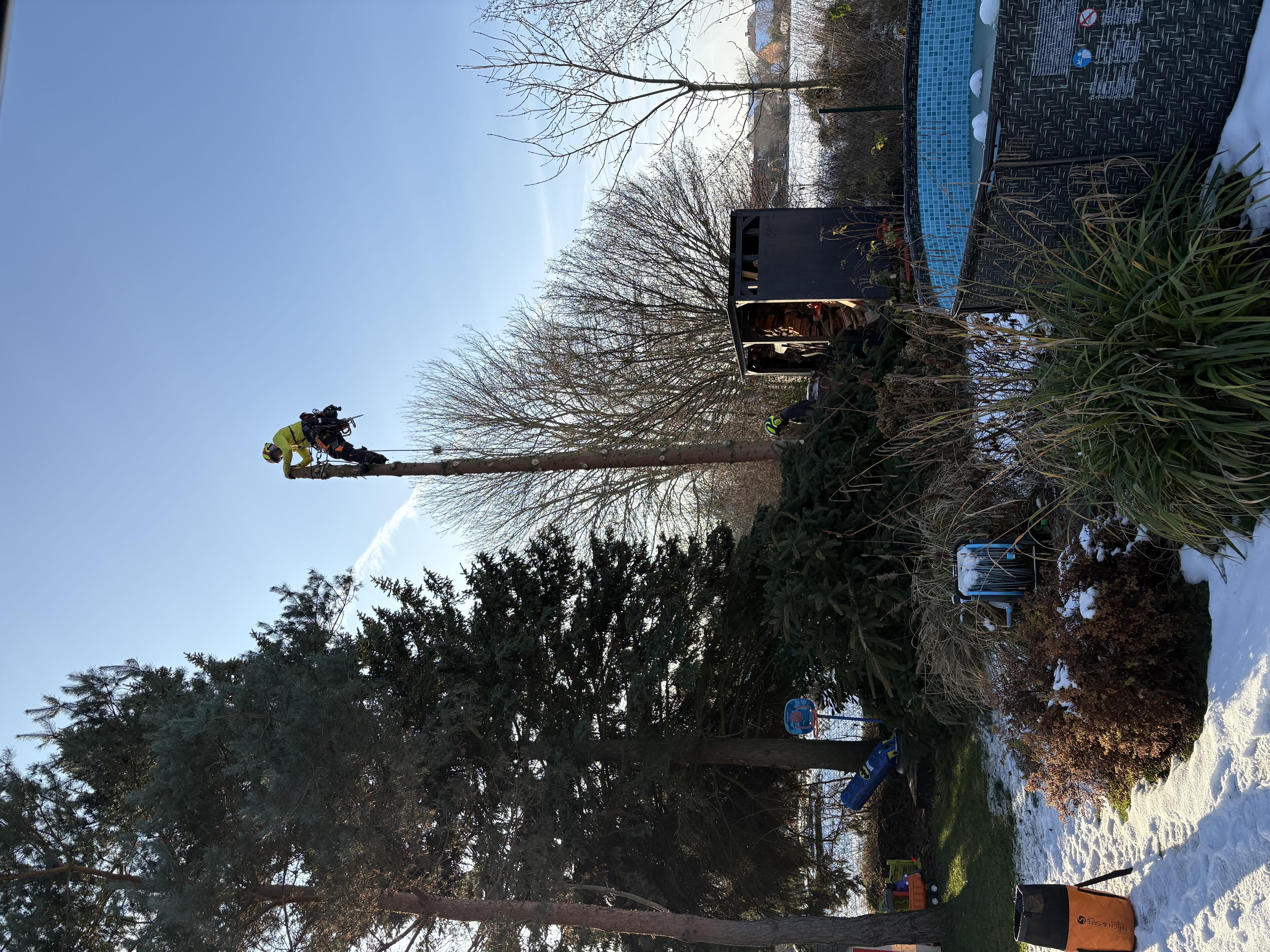 Rizikové kácení Jaroslav Zavřel foto 4