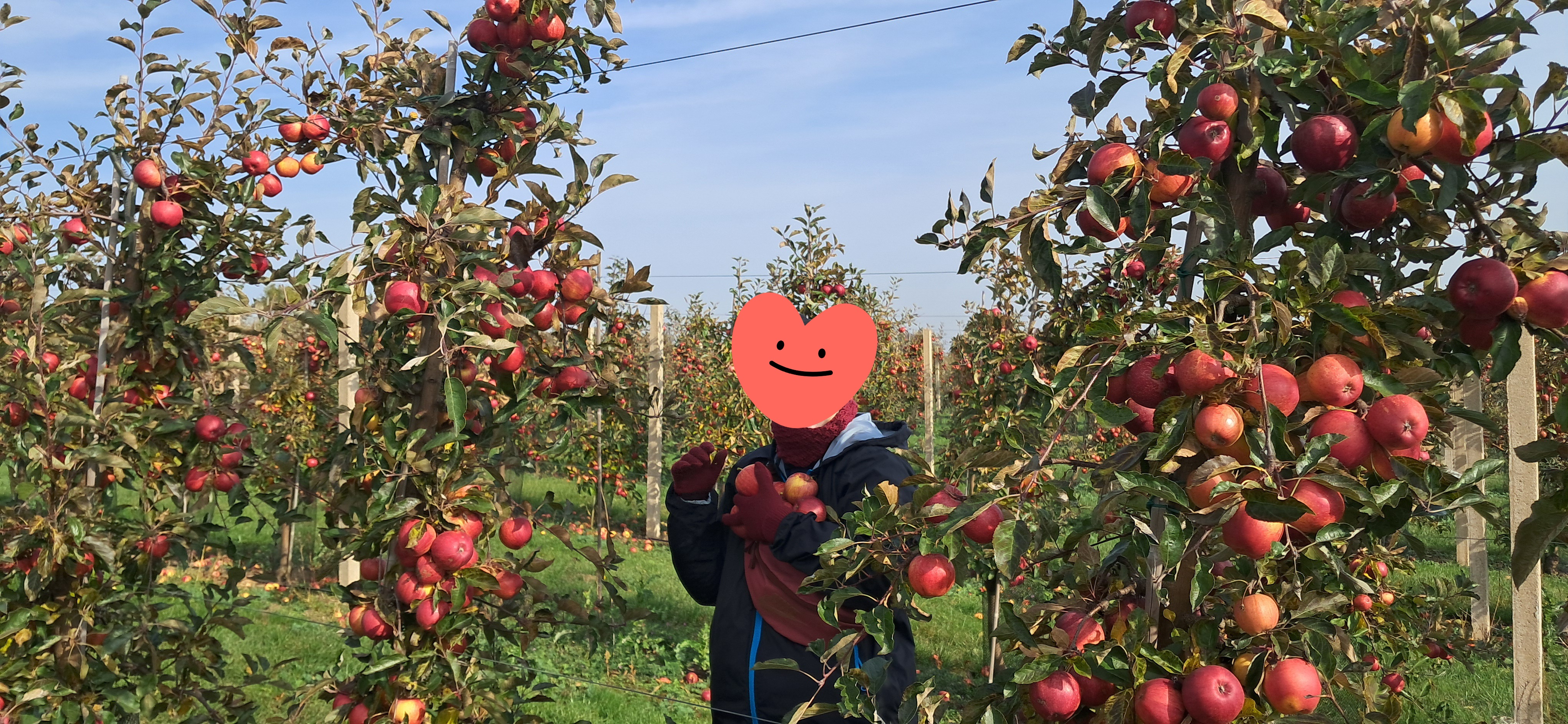 Ovocnářství Vítov Teichman & Ebr foto 2