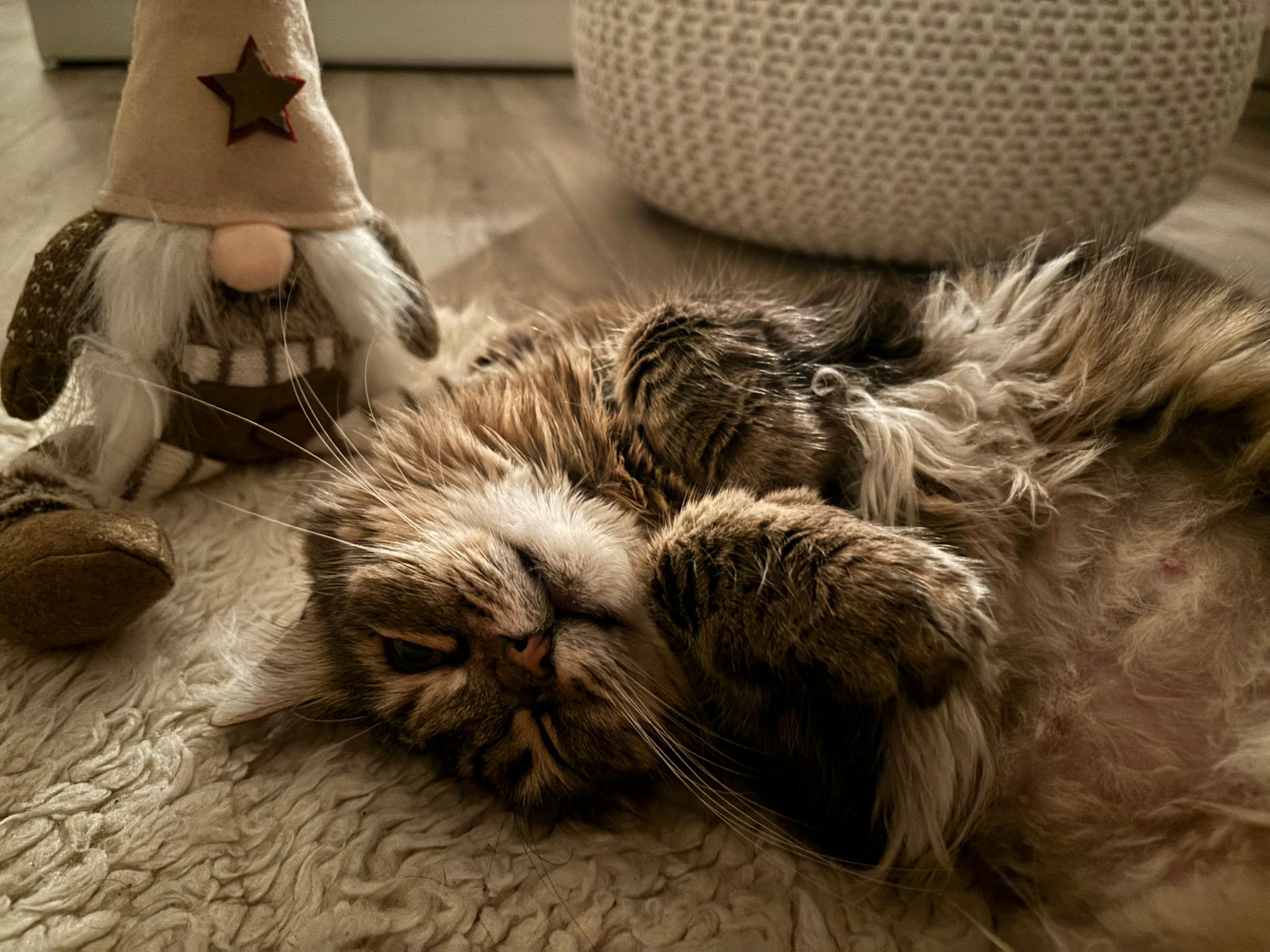 Veterinární ordinace MVDr. Robert Just foto 3