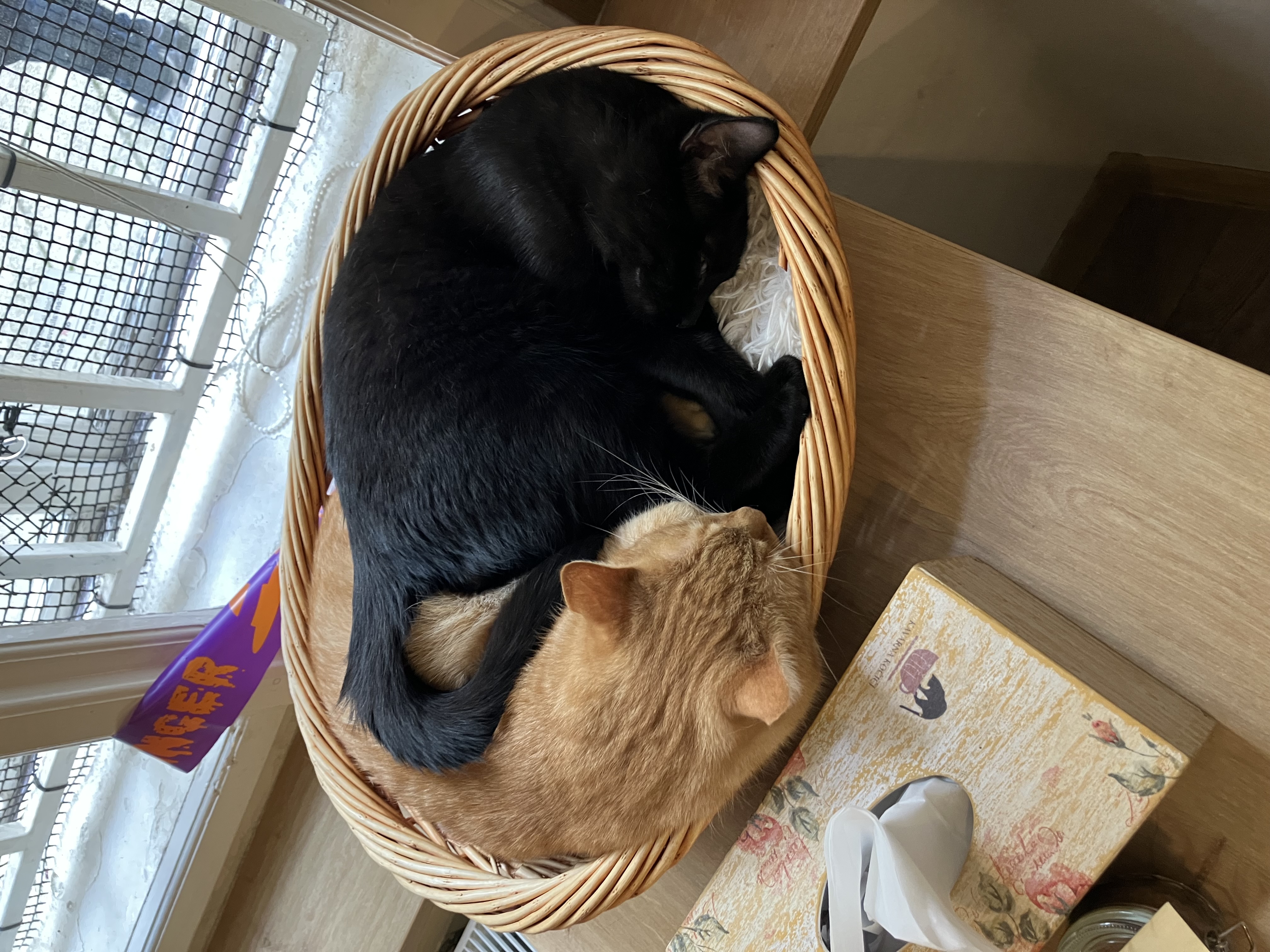Kavárna Kočičí foto 6
