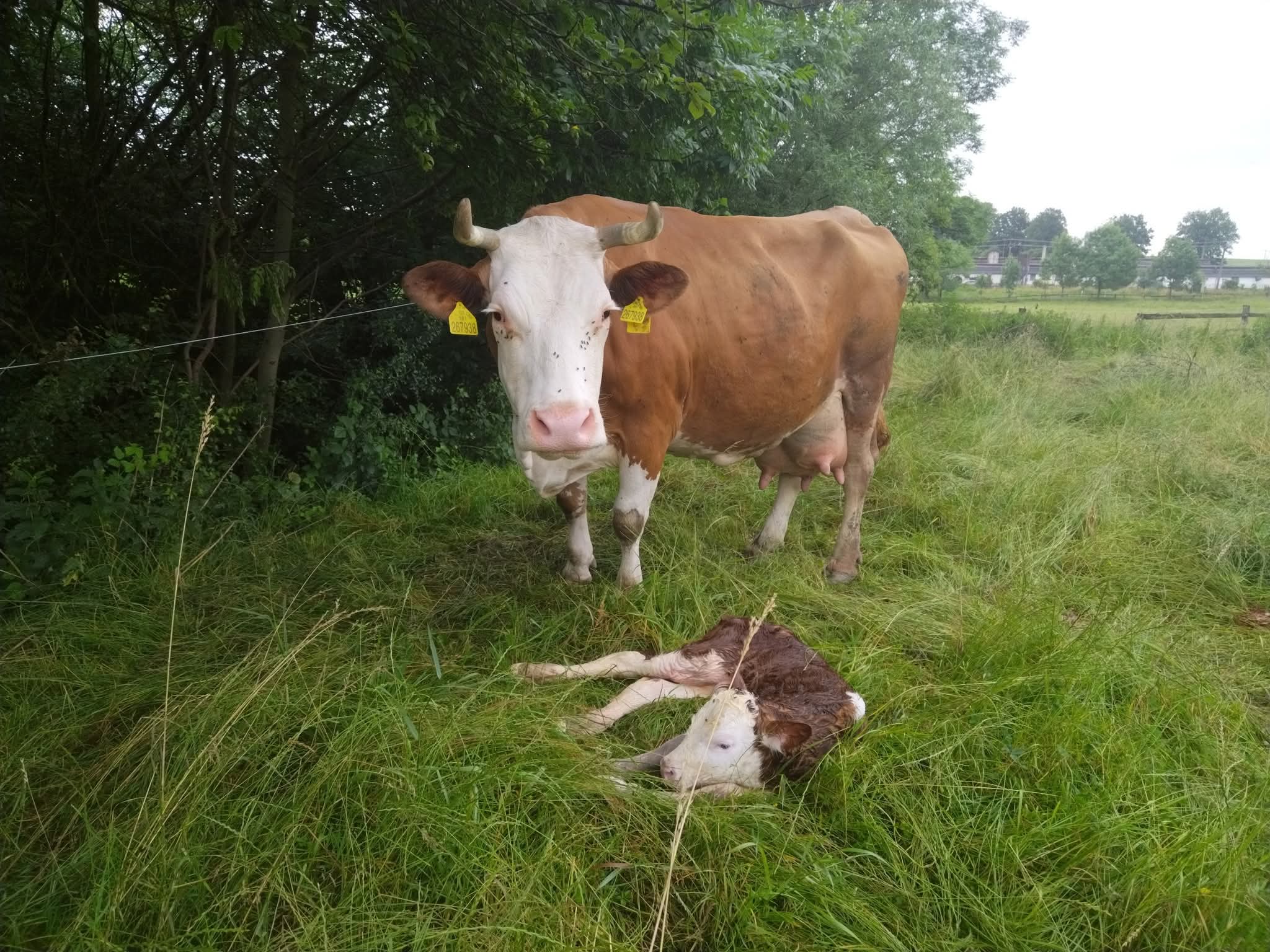 Statek Holáň foto 1