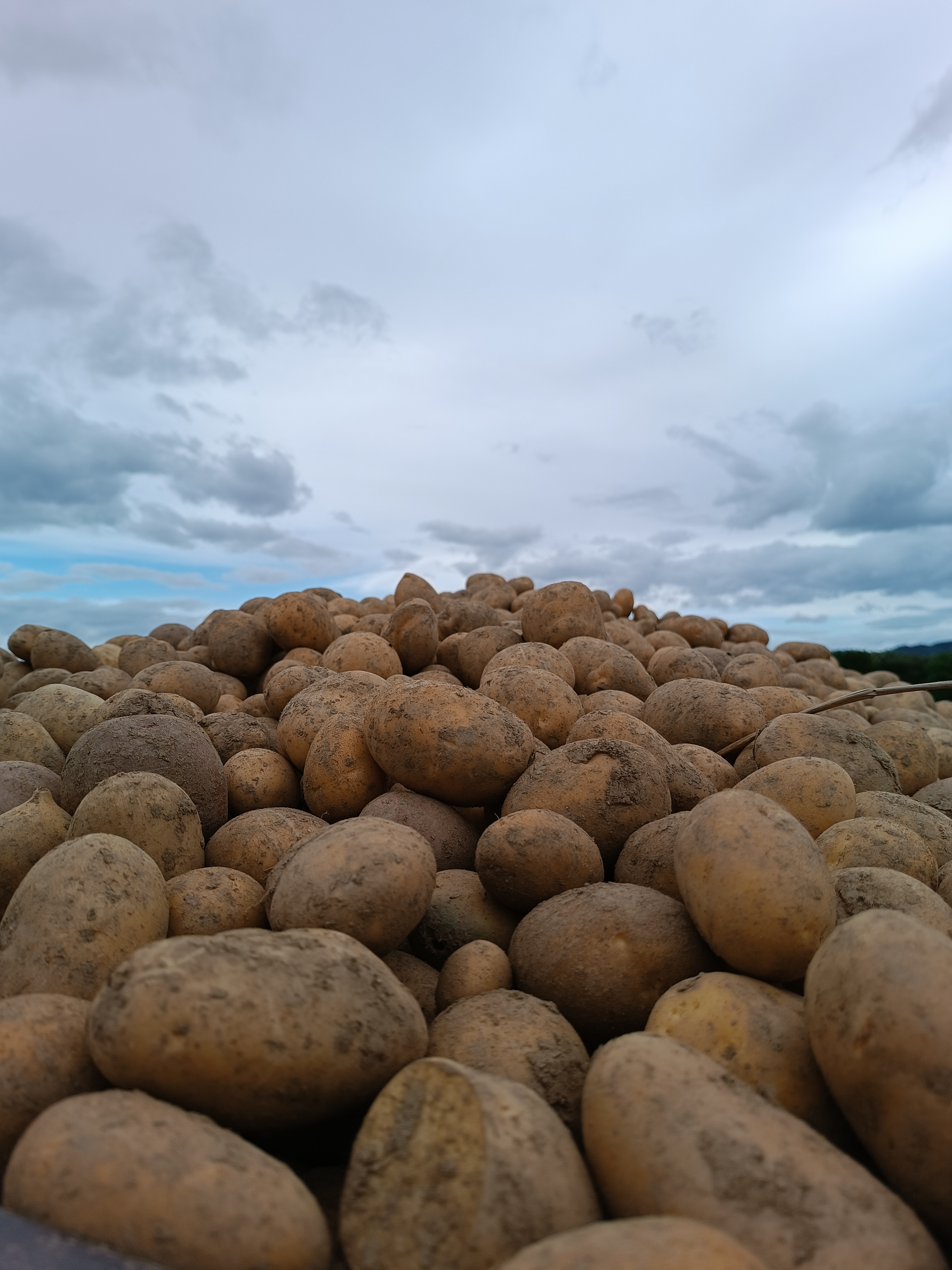 Brambory Dvořák foto 2