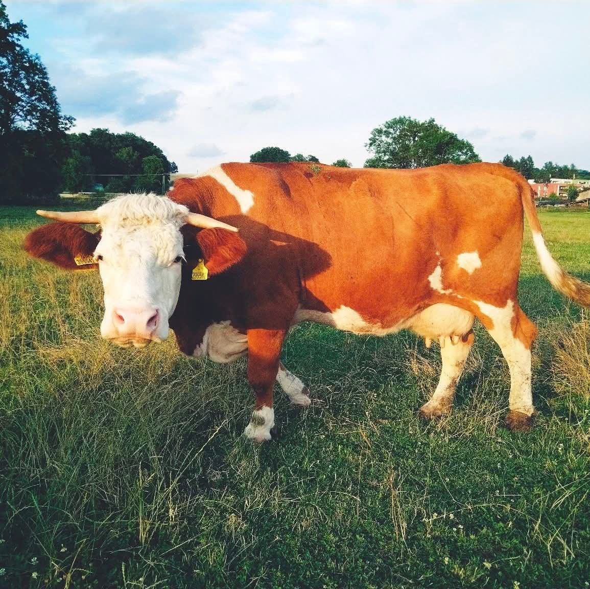 Statek Holáň foto 2