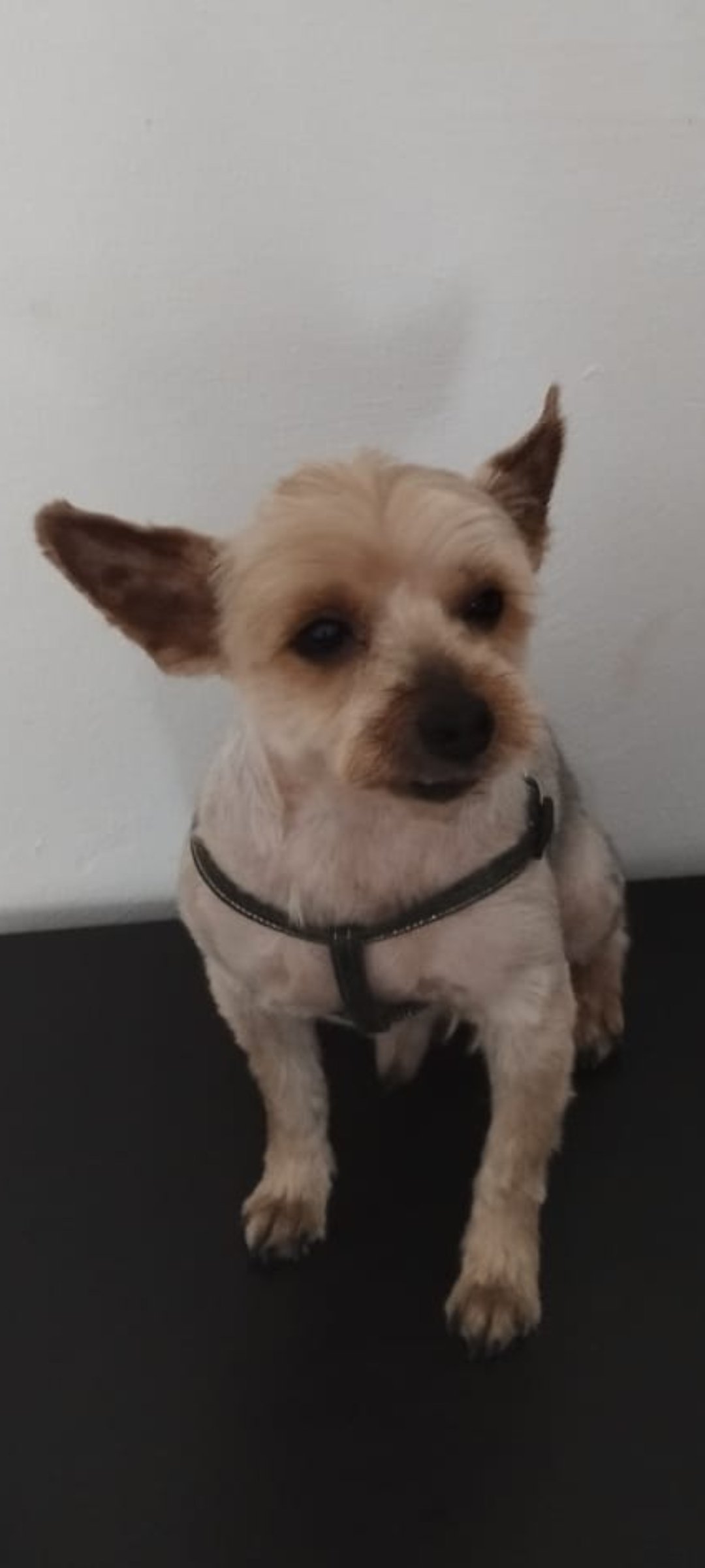 Psí salón Teta s nůžkama foto 4