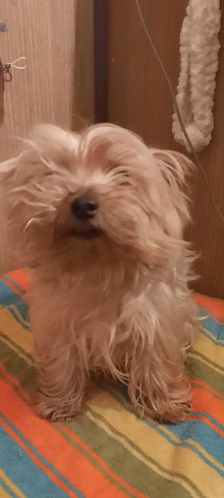 Psí salón Teta s nůžkama foto 5