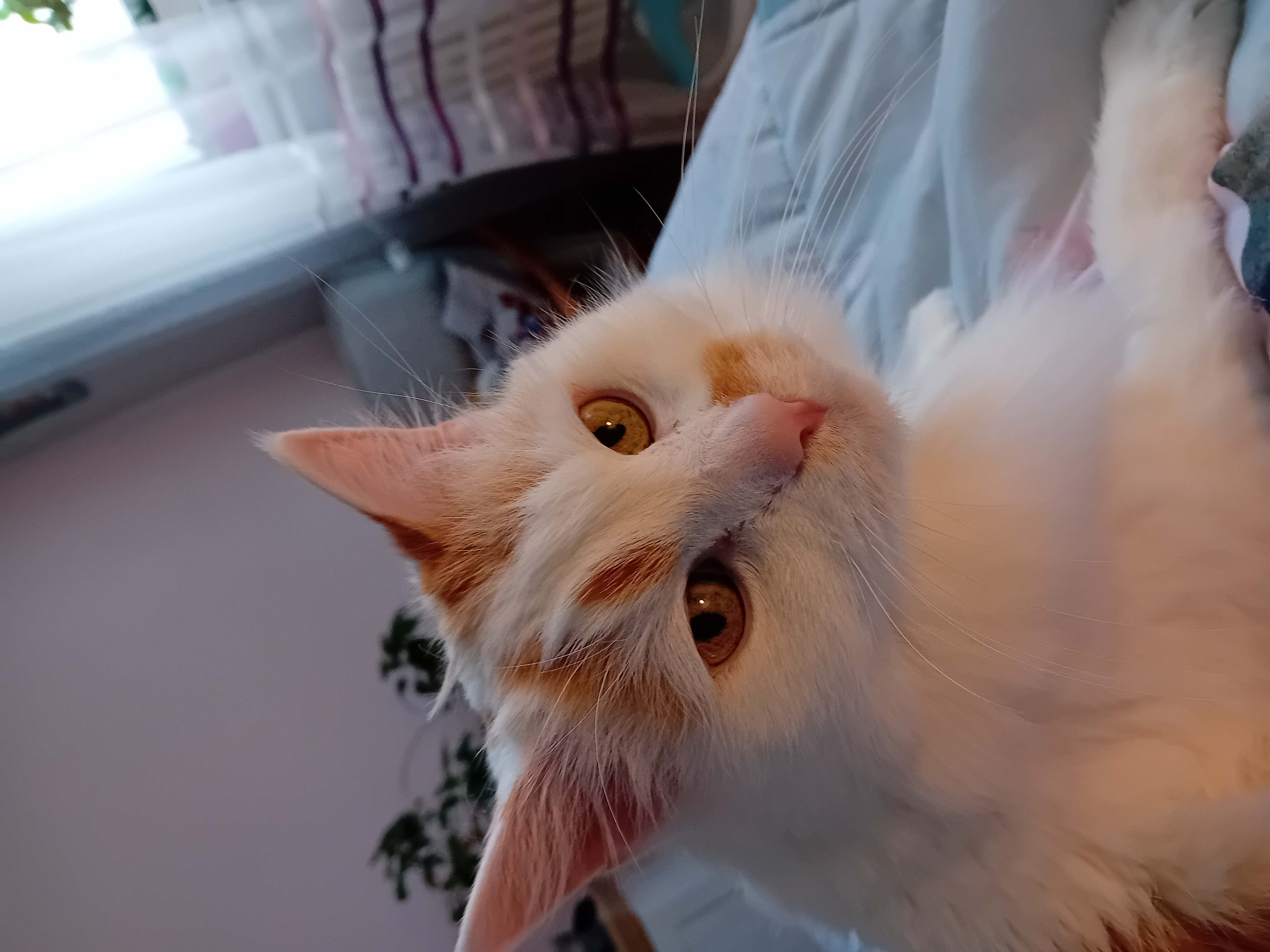 Veterina Po Ruce - MVDr. Zuzana Cihlářová foto 3