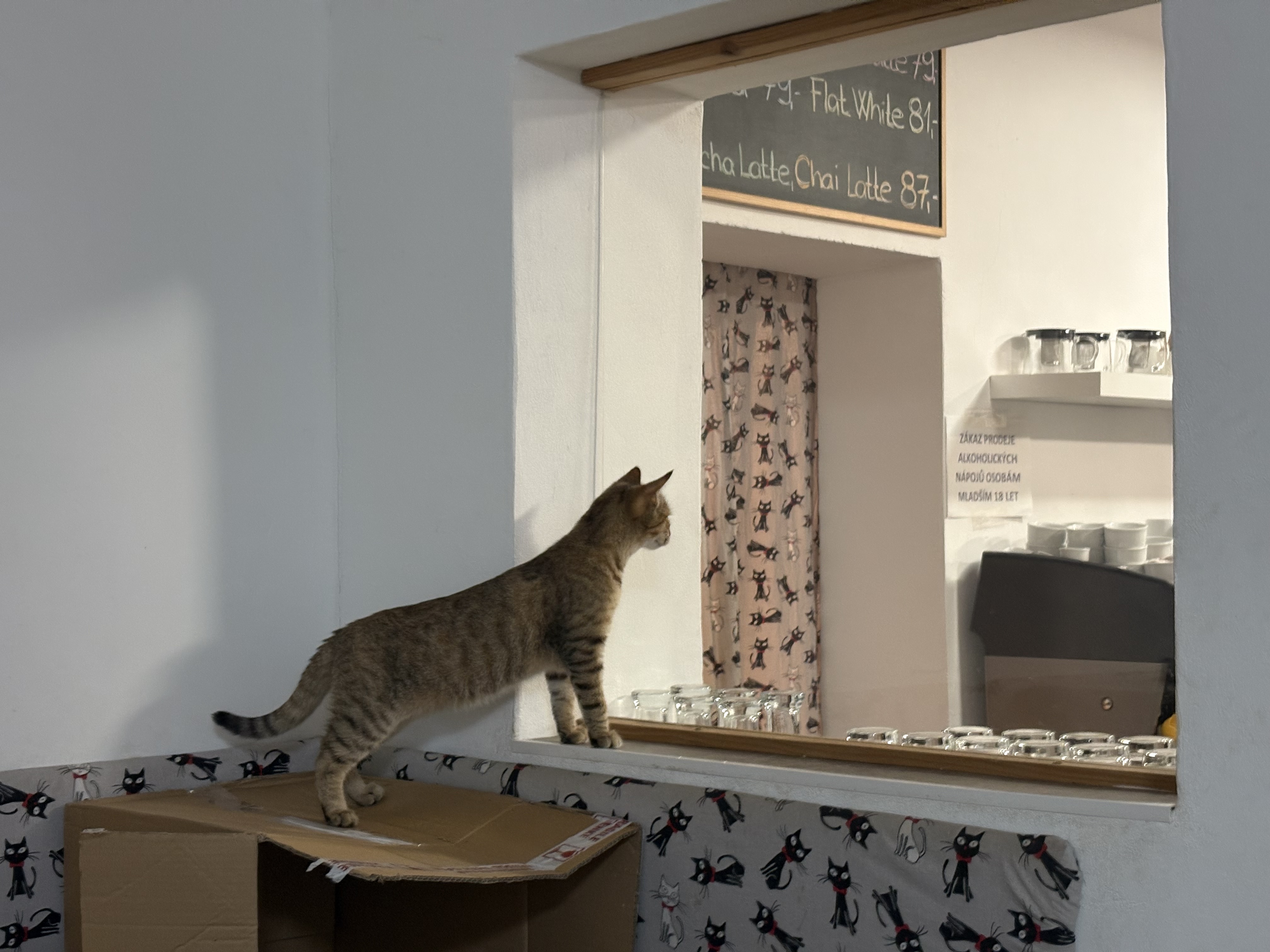 Kočičí Ráj - adopční kavárna foto 5