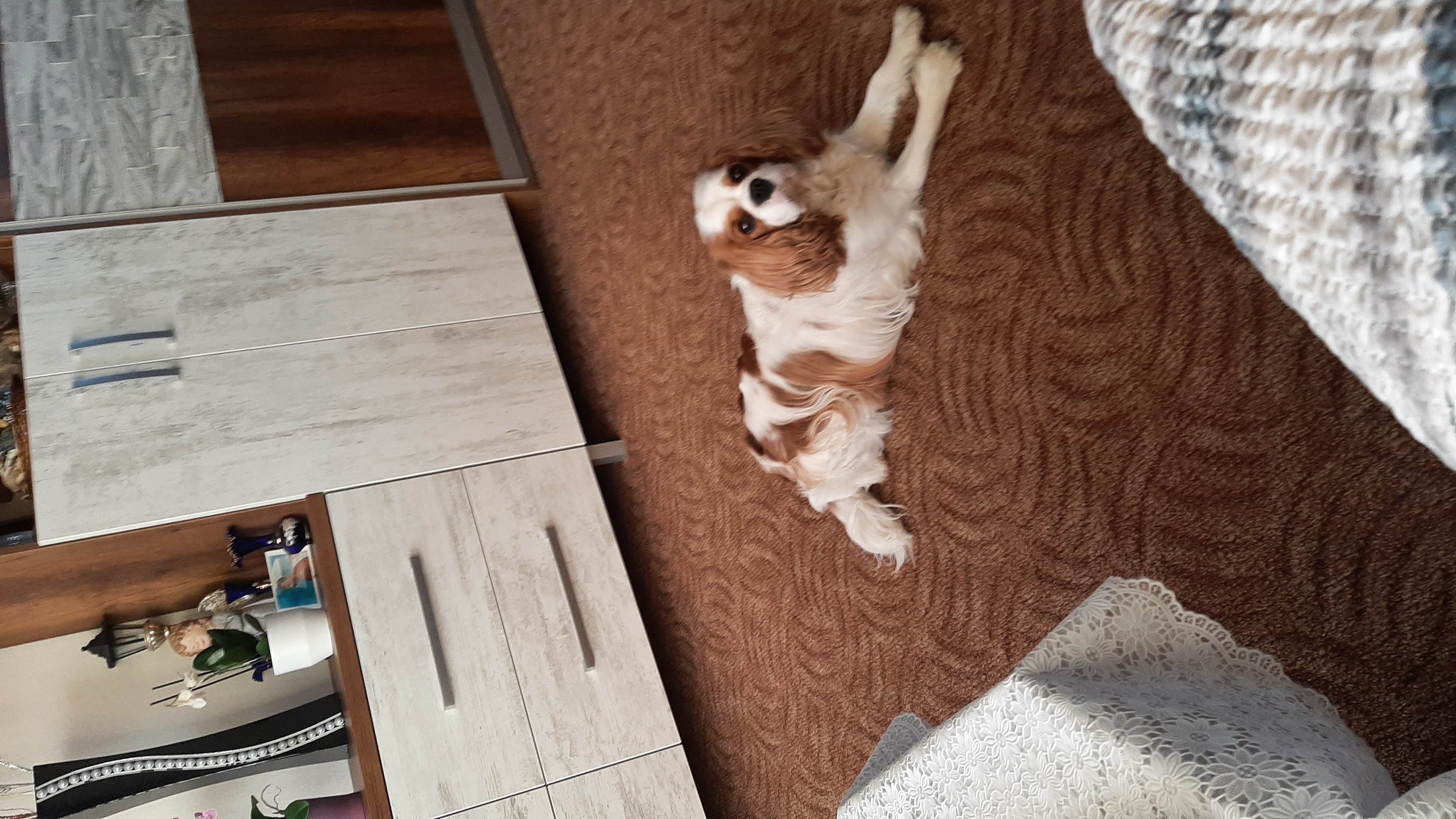 Veterinární klinika Benešov foto 5