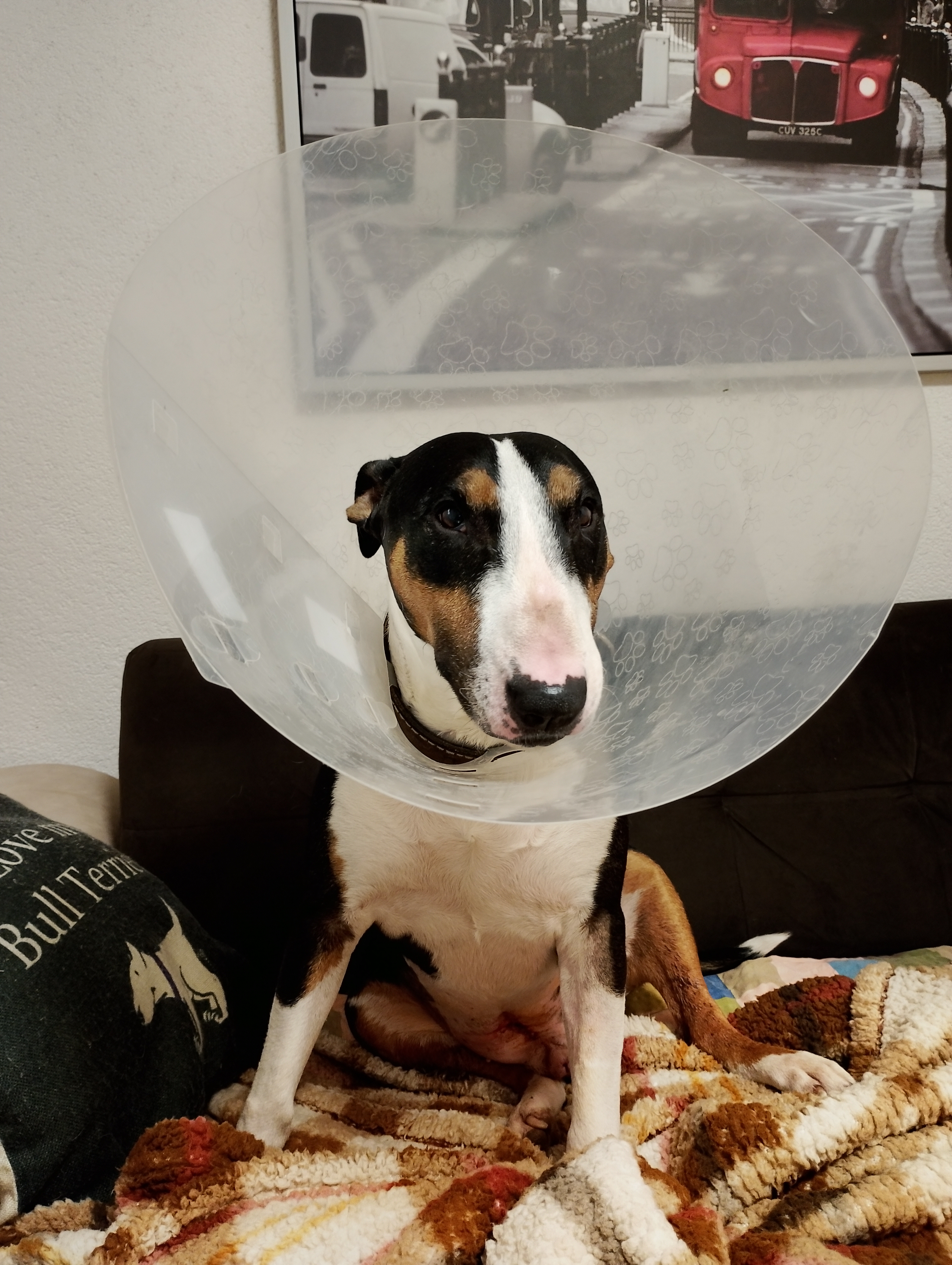 Horská veterinární klinika foto 3