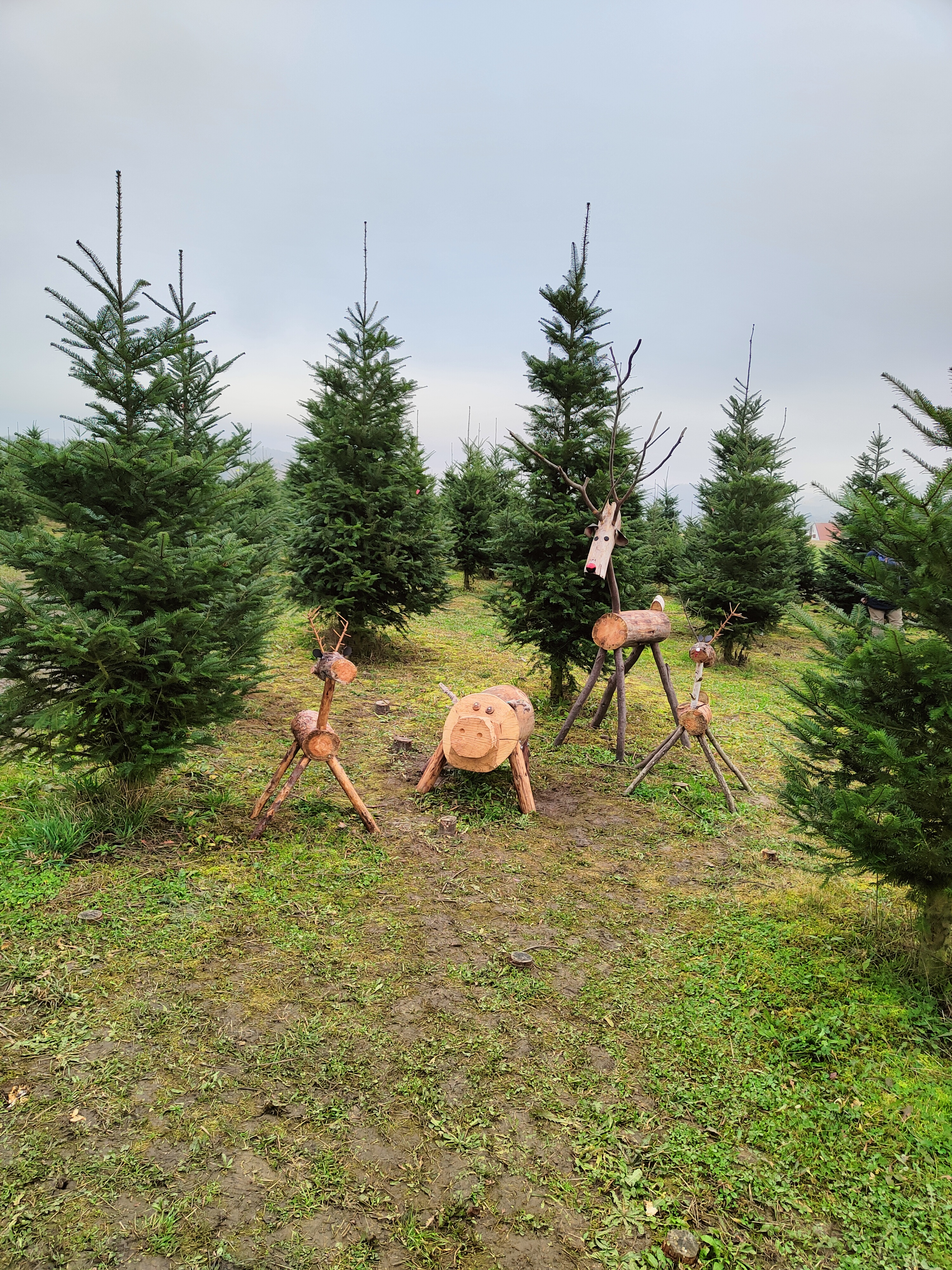 Vánoční plantáž Šlovice foto 2