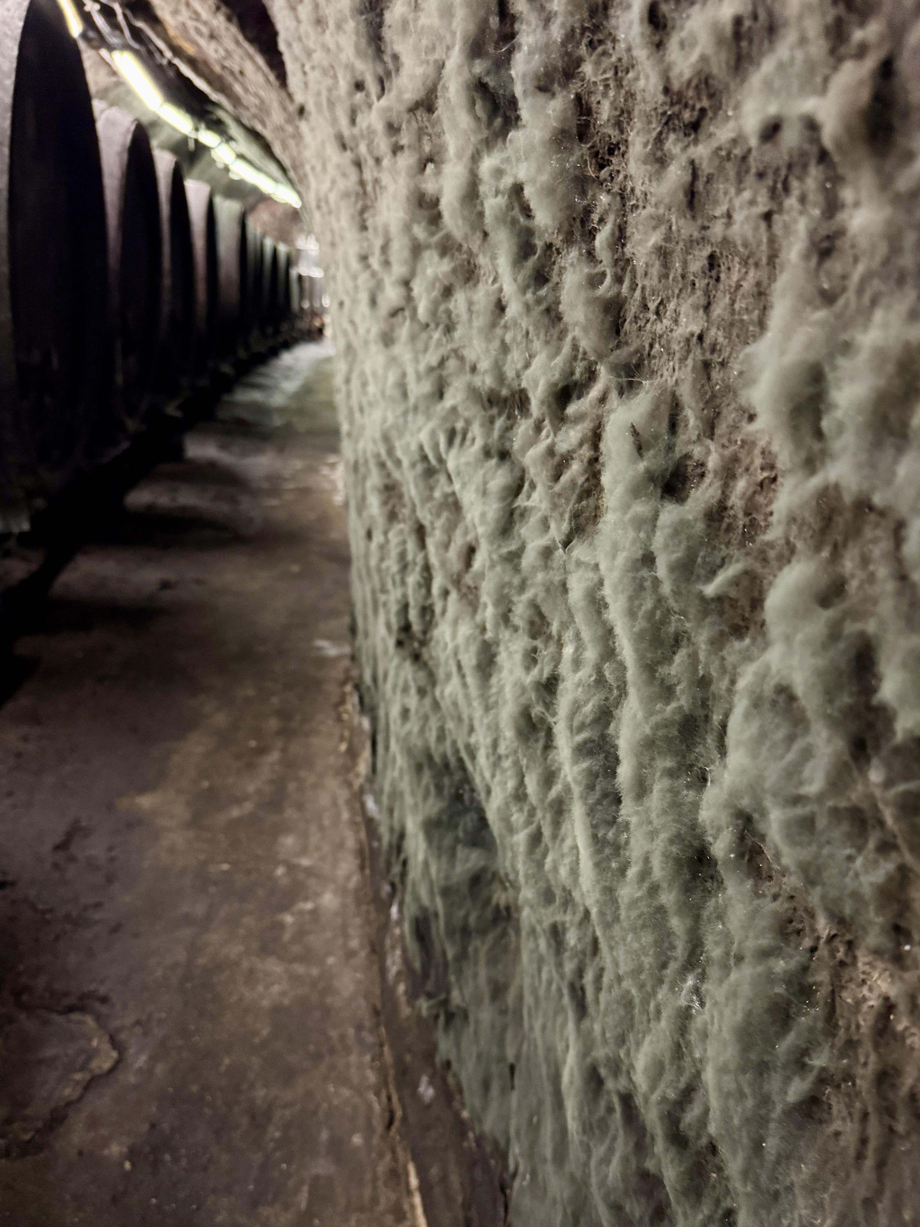 Vinařství Modrý sklep foto 5