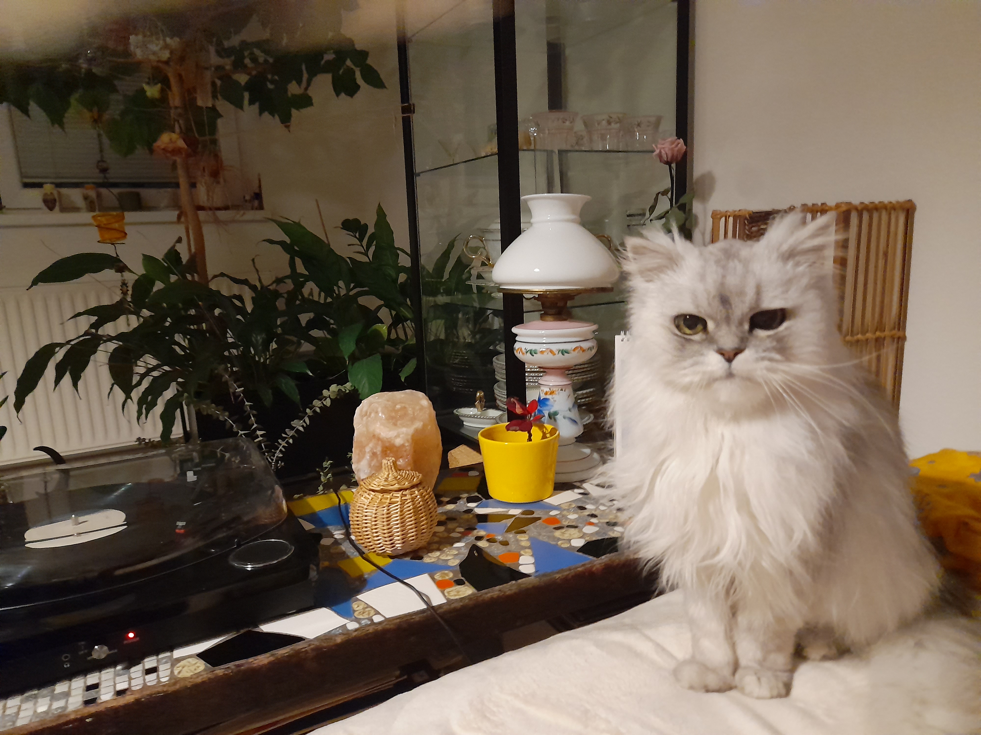 Veterinární klinika U Výstaviště - MVDr. Ladislav Lapáček foto 3