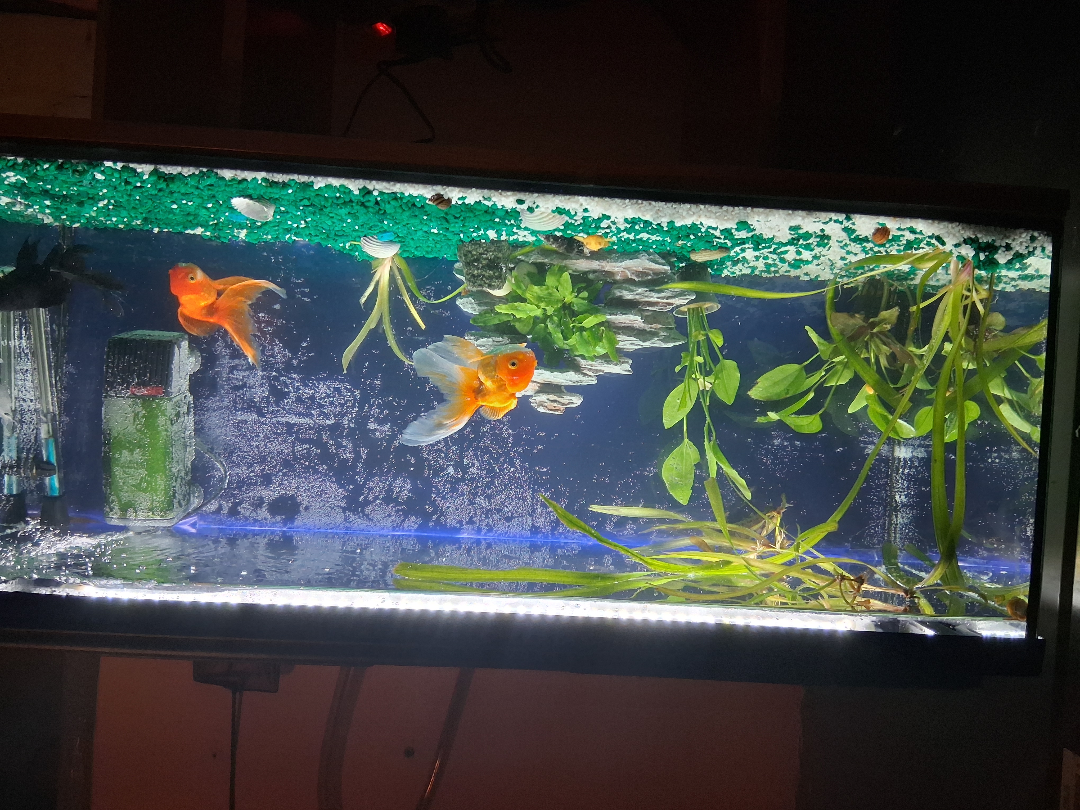 Raj-akvaristiky.cz foto 2