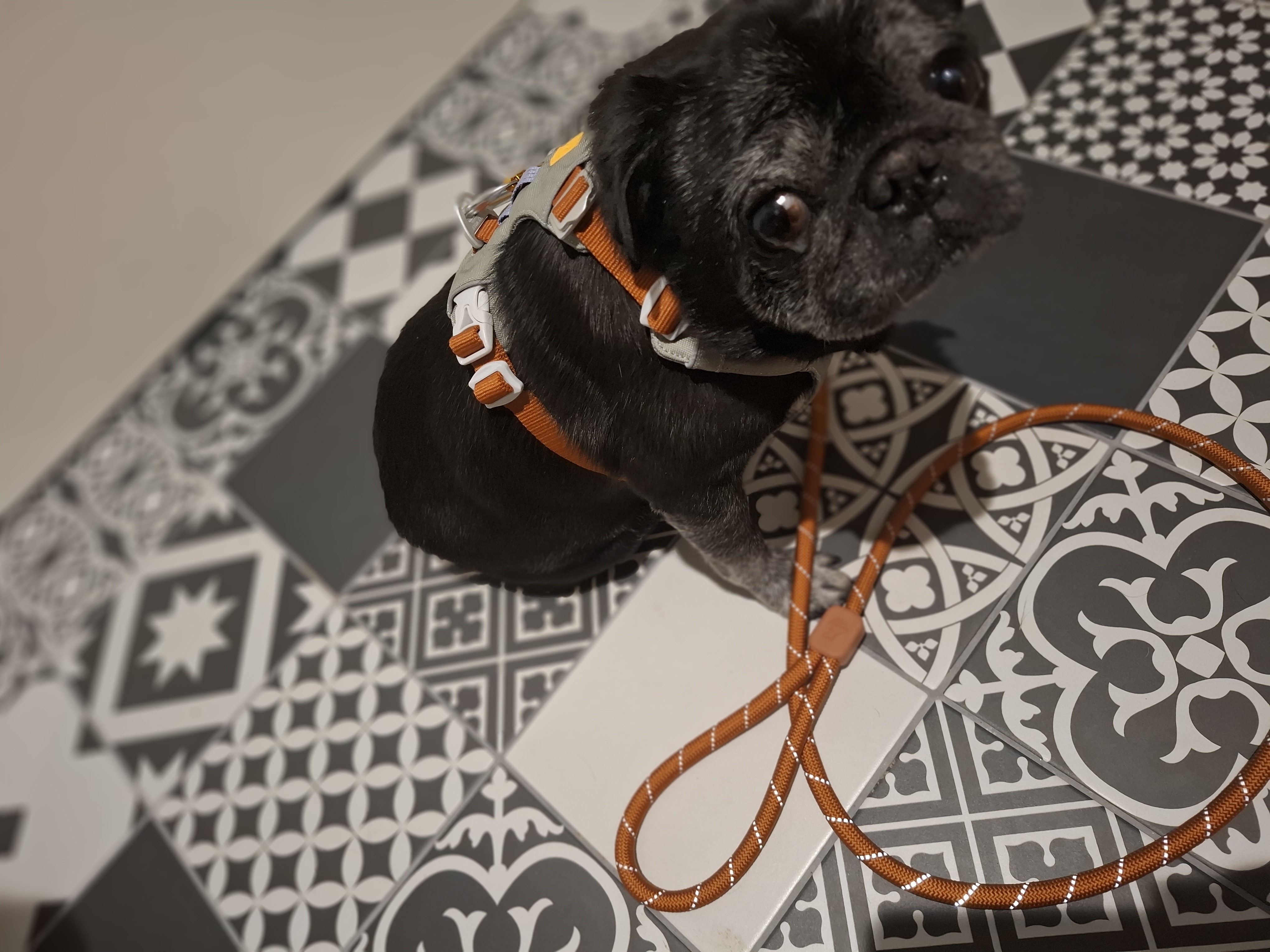 Dogonaly.cz foto 2