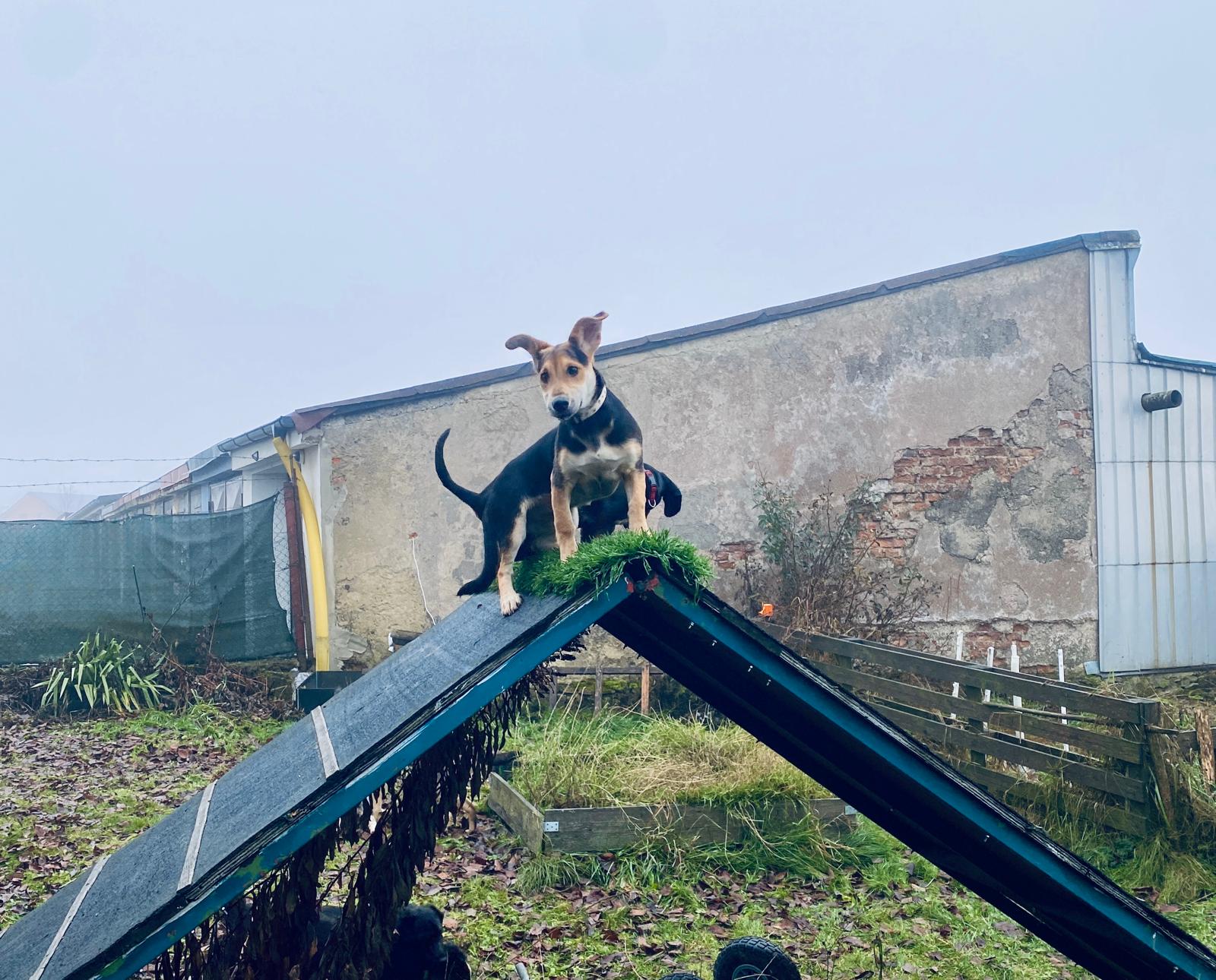 Psí škola Poslušný PES Ždár nad Sázavou foto 3