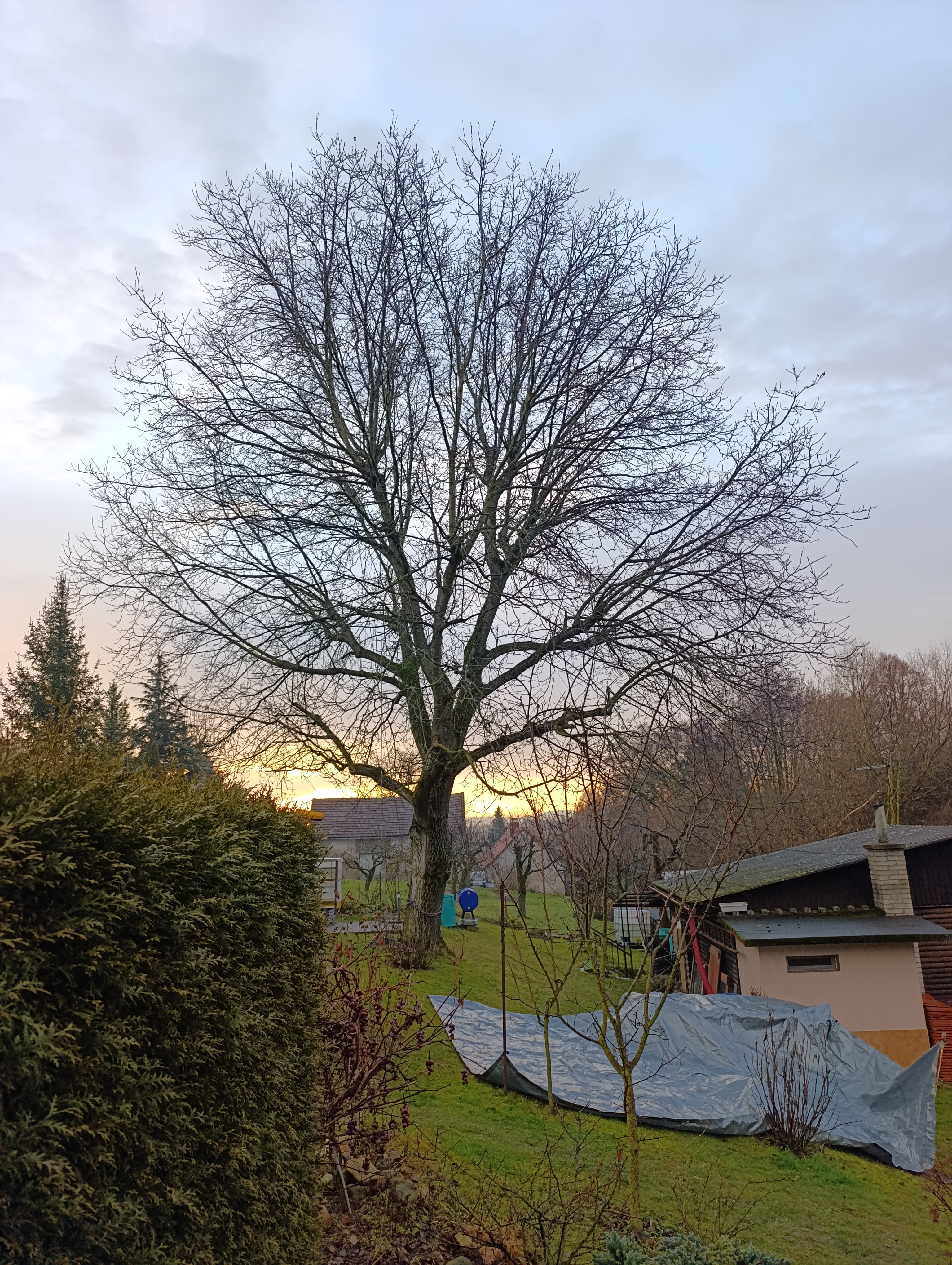 SaÚZ |  Rizikové kácení | Výškové práce |Správa a údržba zeleně foto 3