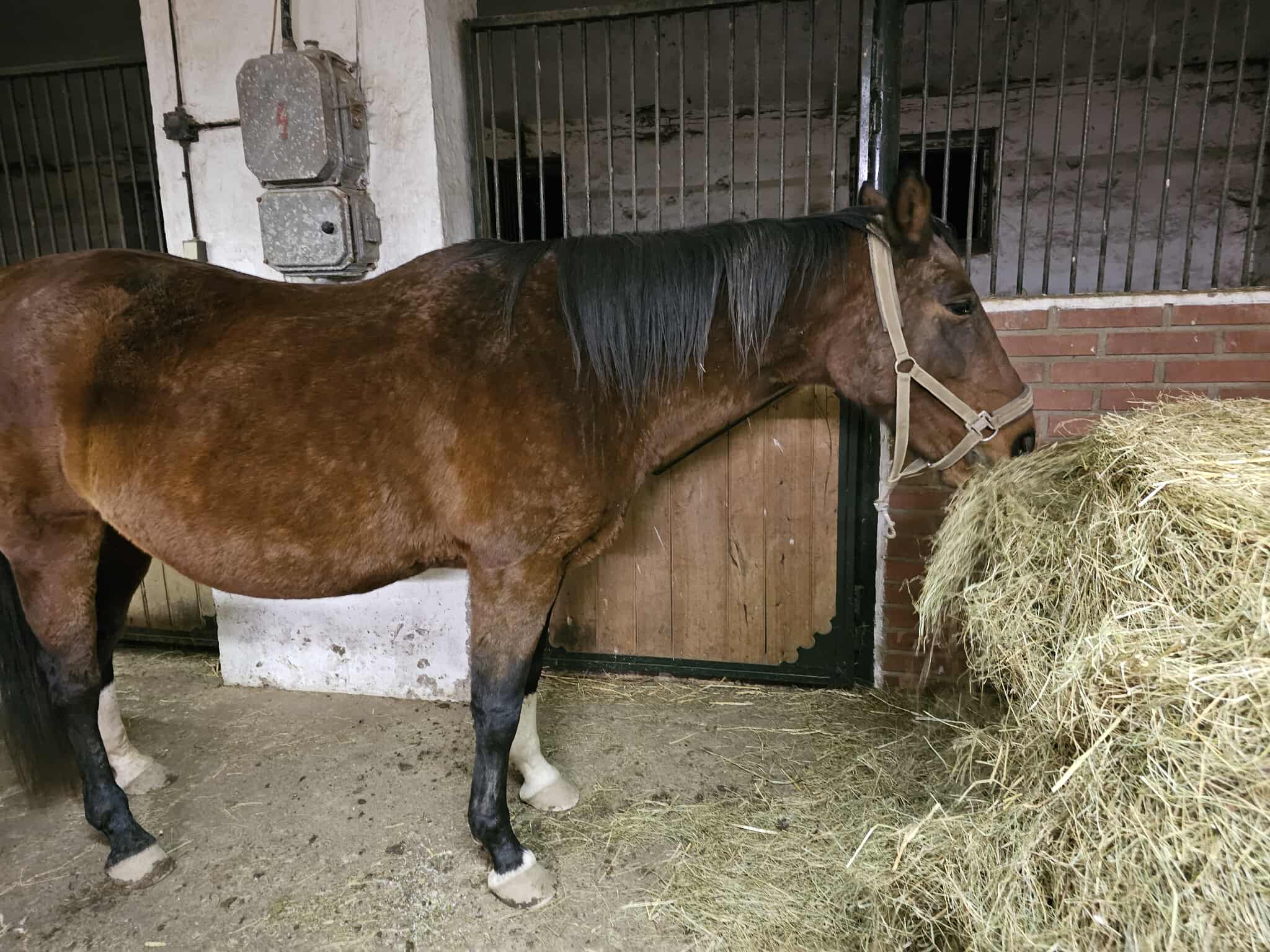 Jezdecký klub Orlické Záhoří stáje Ekolife foto 2