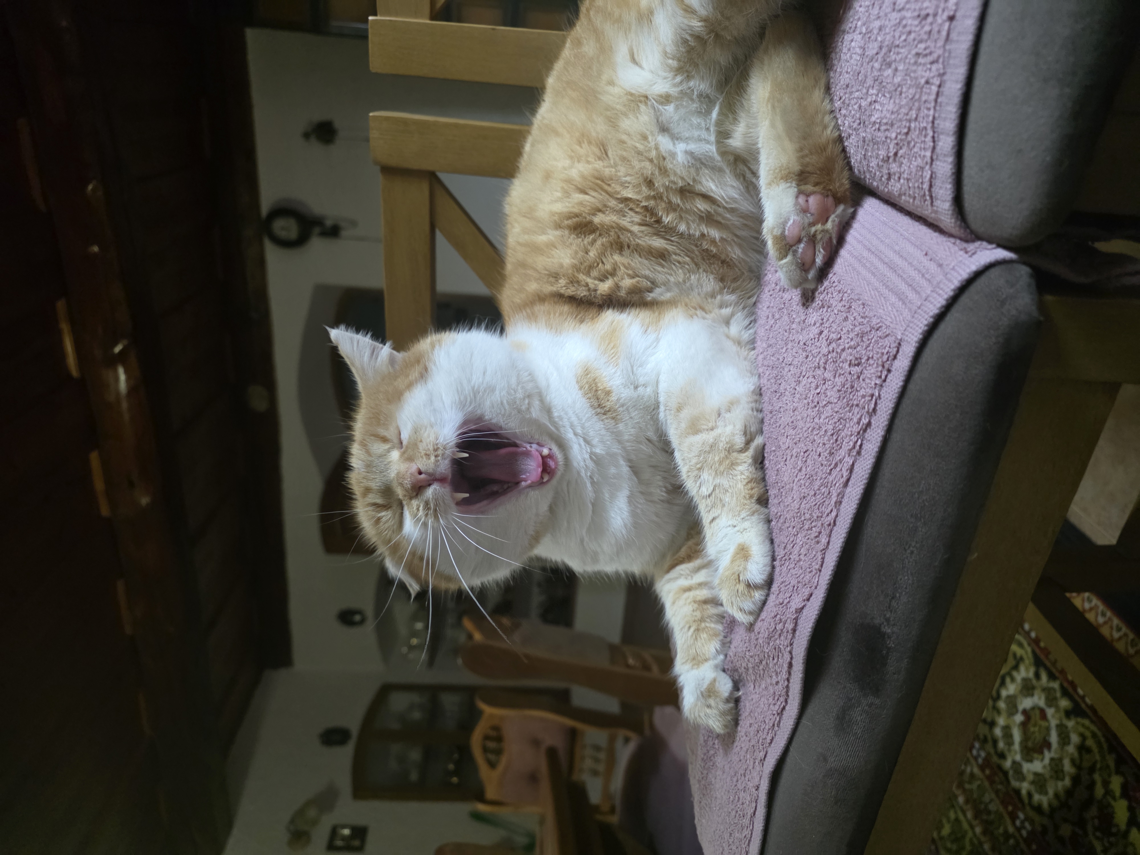 Veterina U Kryšpína Hlinsko - MVDr. Petra Korábová foto 3