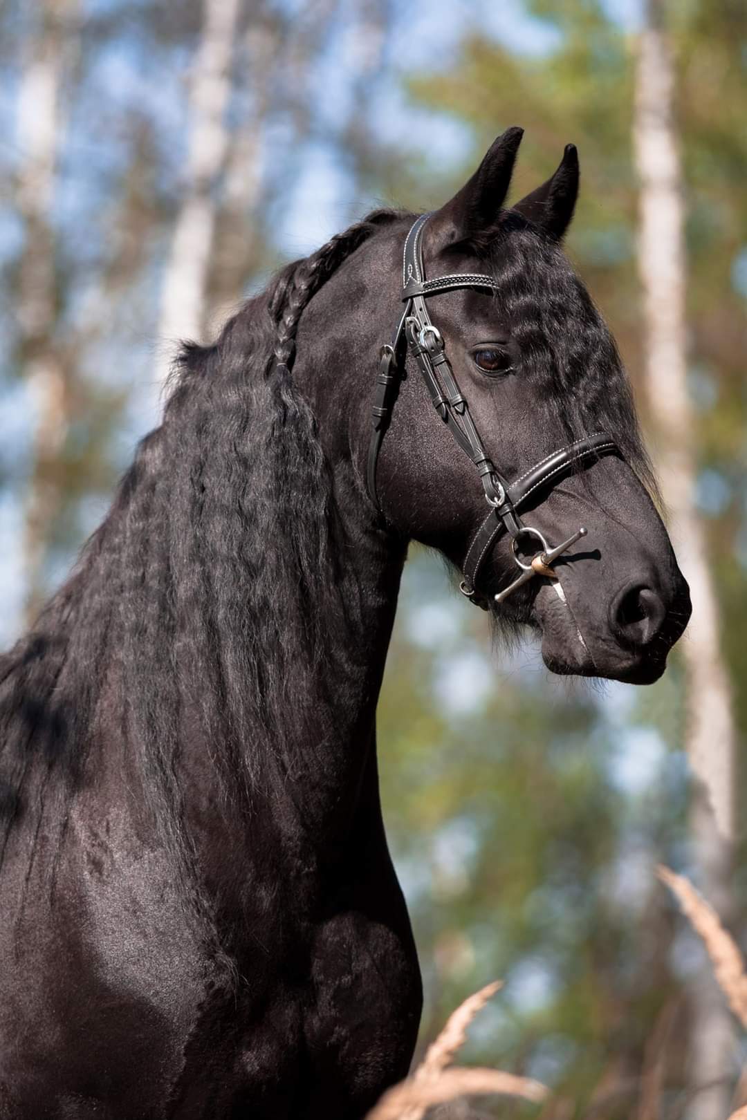 Stáj Cavalier foto 2
