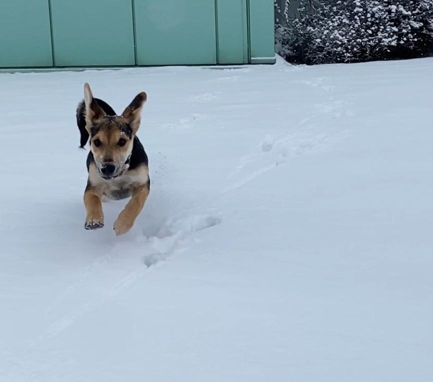 Psí škola Poslušný PES Ždár nad Sázavou foto 2