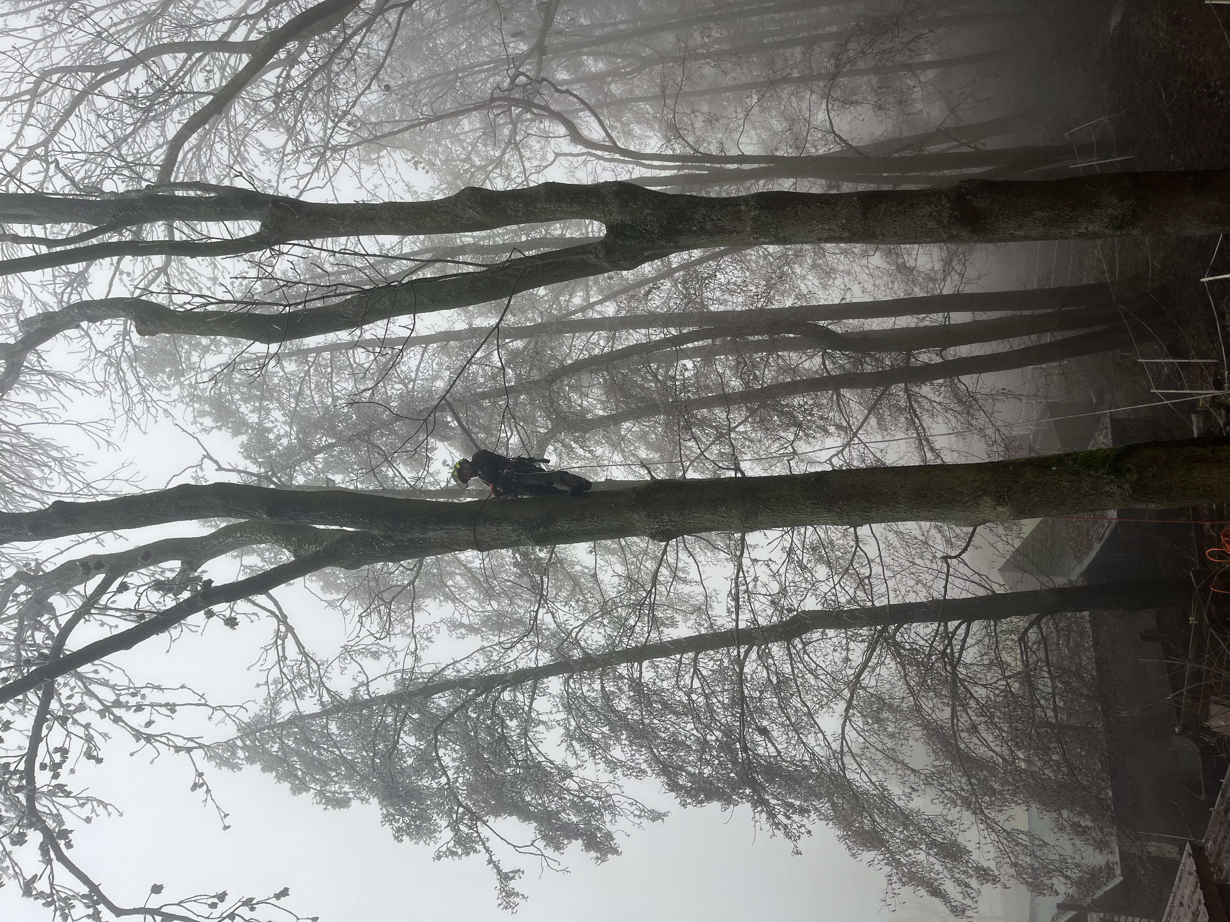 Kácení rizikových stromů - Arborista Lukáš Blažek s.r.o. foto 3