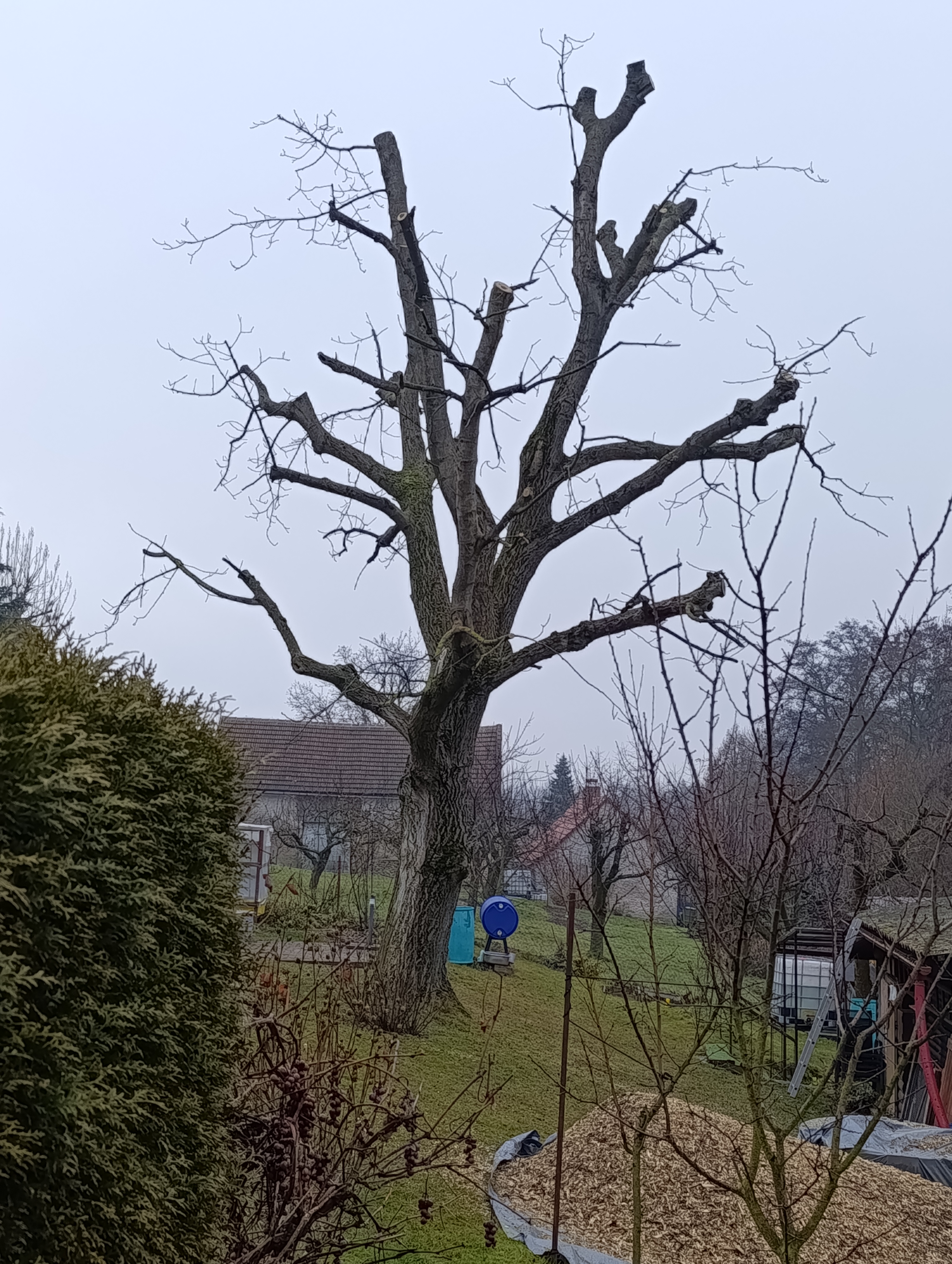 SaÚZ |  Rizikové kácení | Výškové práce |Správa a údržba zeleně foto 5