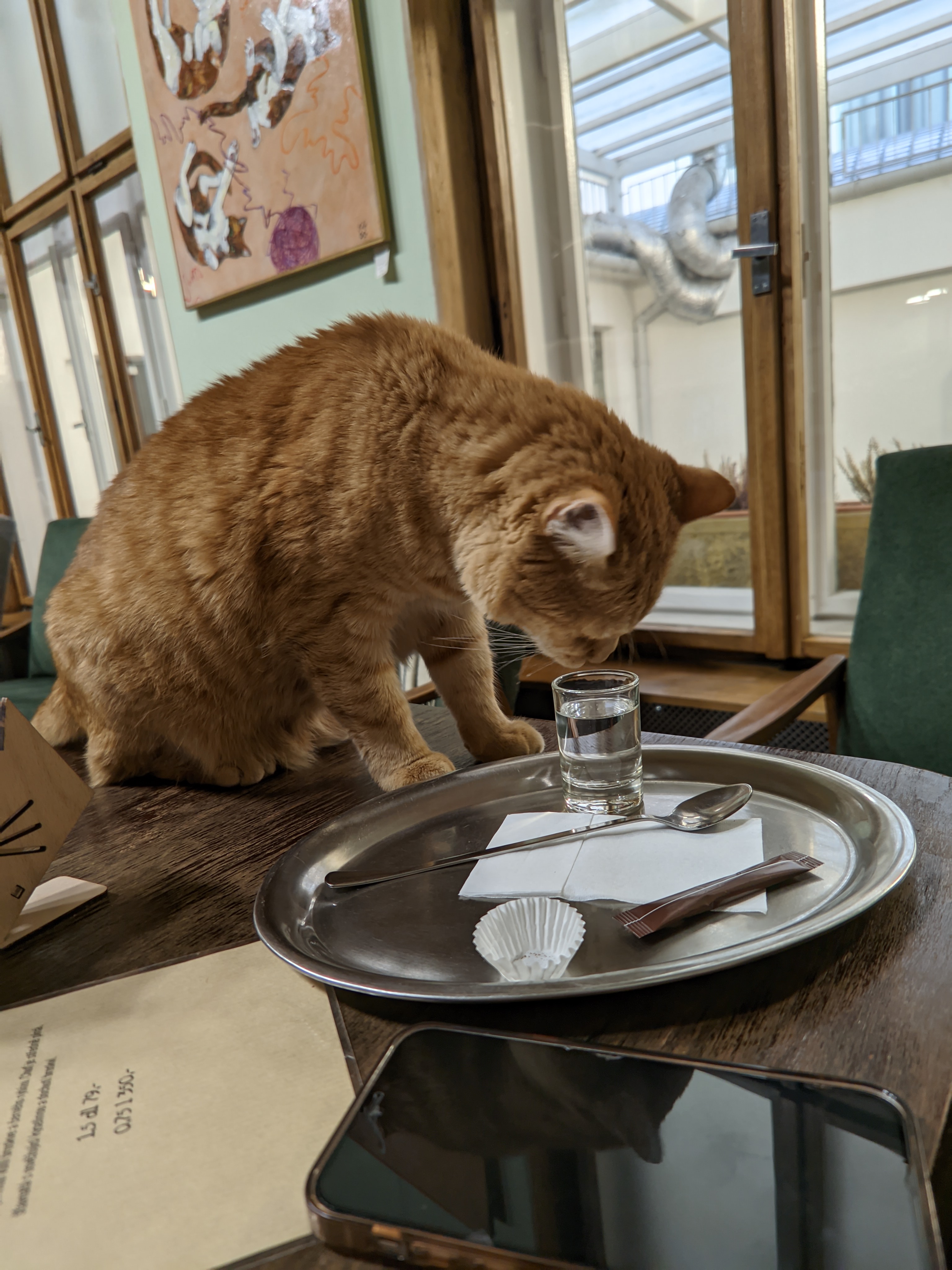 Kočkafé Schrödinger foto 4