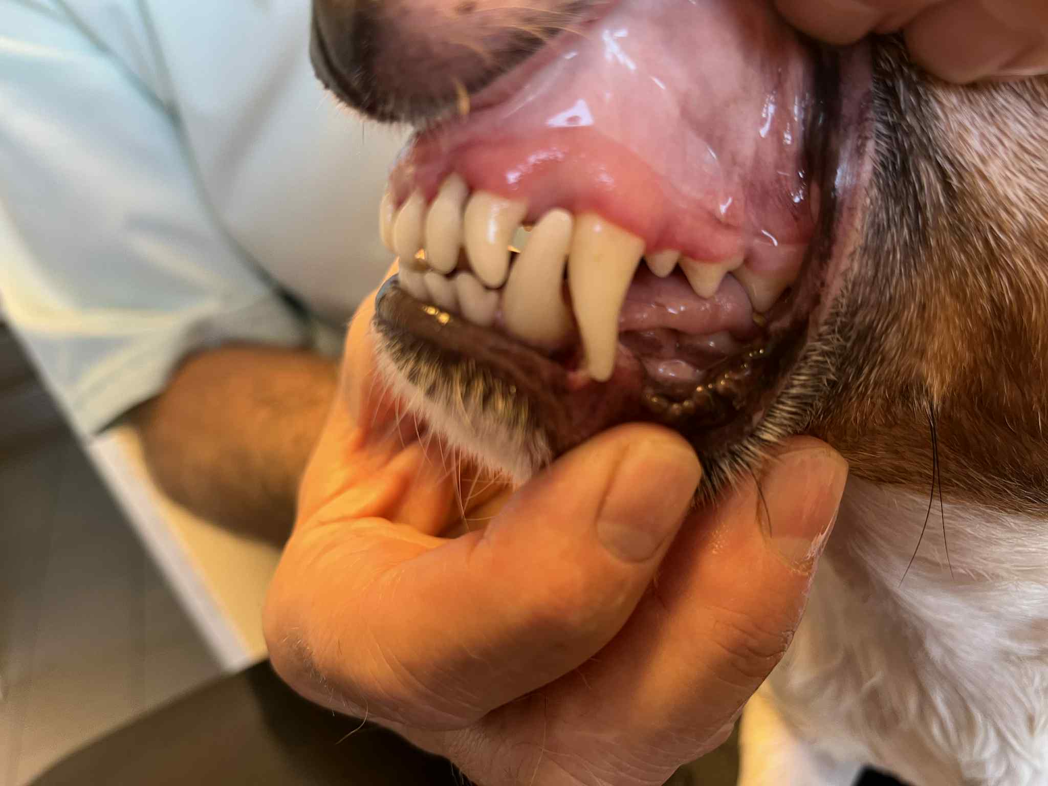 MVDr. Jaroslav Pirkl foto 2