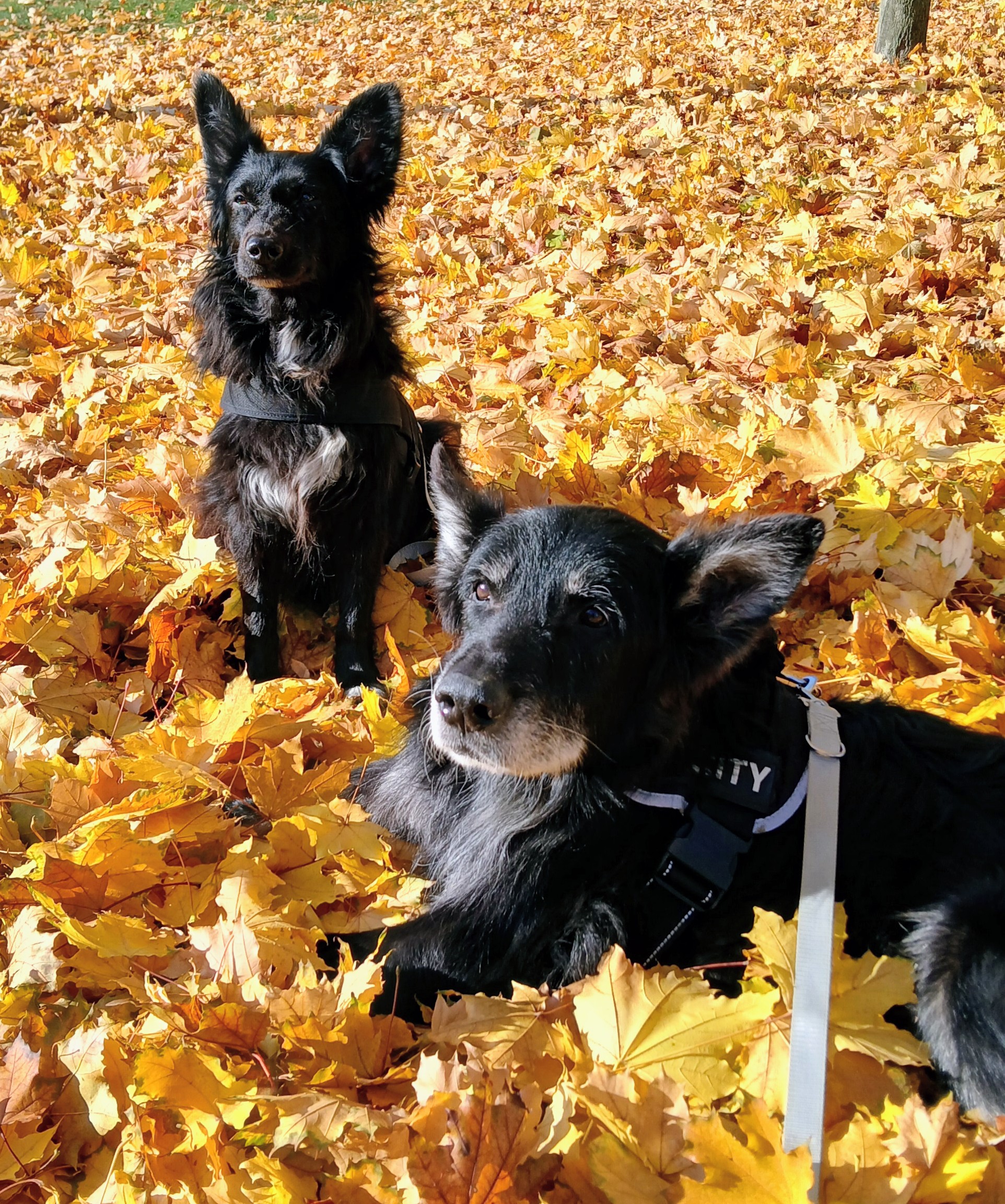 MVDr. Martina Halbichová Vítová foto 2