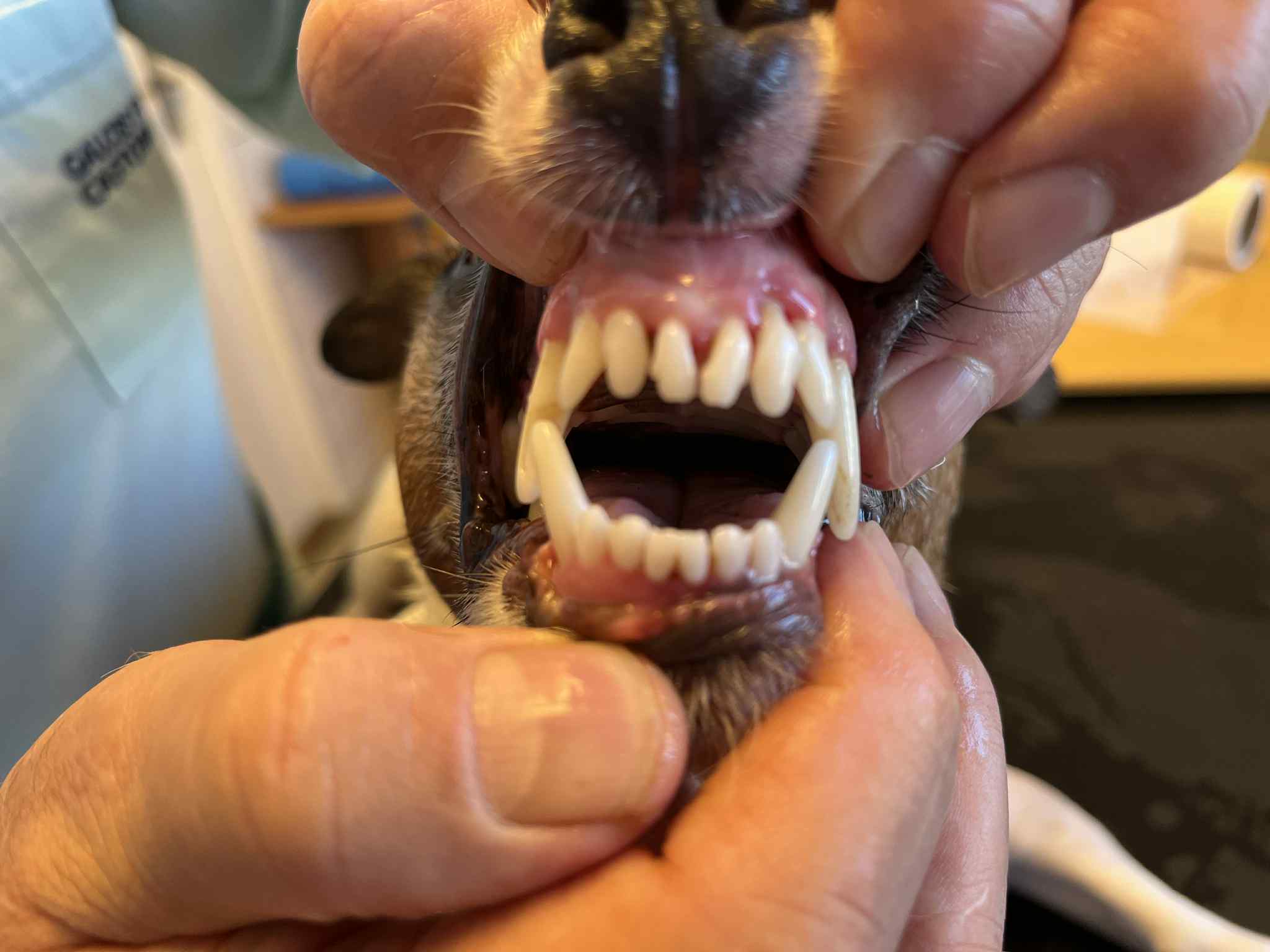 MVDr. Jaroslav Pirkl foto 3