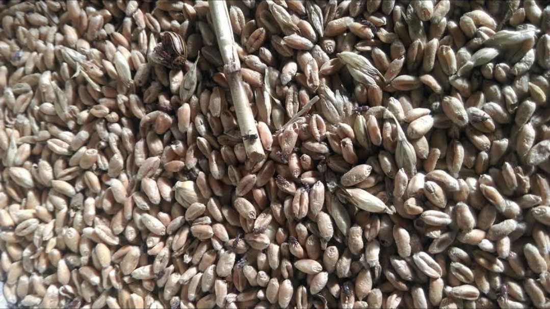 Zvířecí koloniál Zooagy foto 4