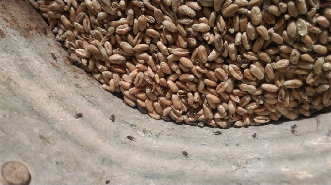 Zvířecí koloniál Zooagy foto 5