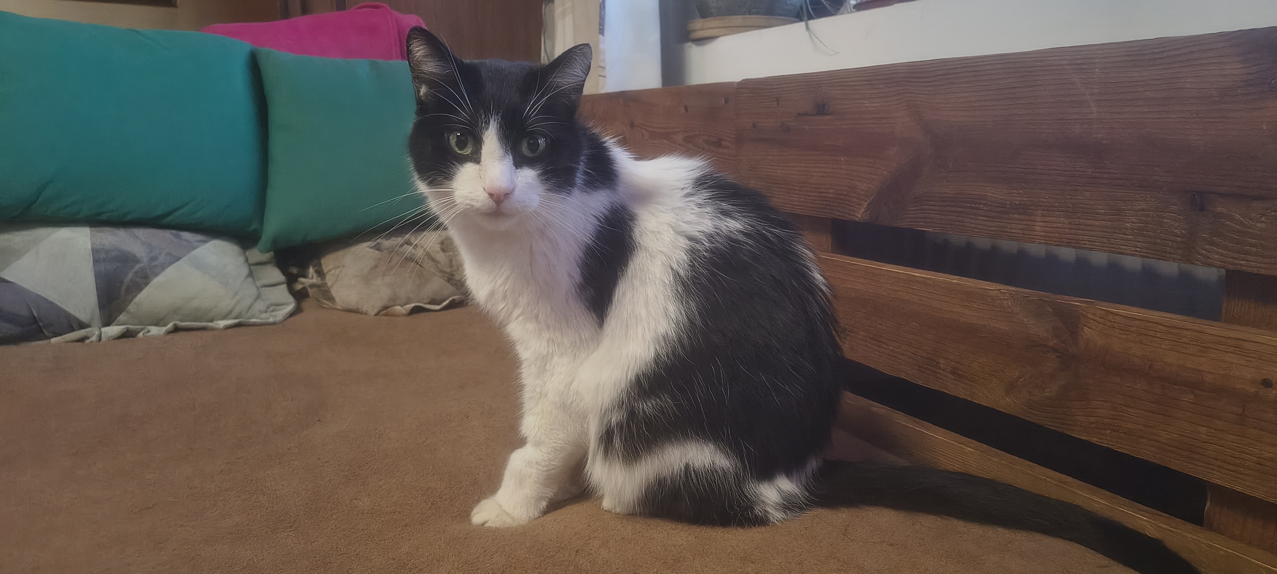 Veterinární centrum s.r.o. -  klinika foto 2