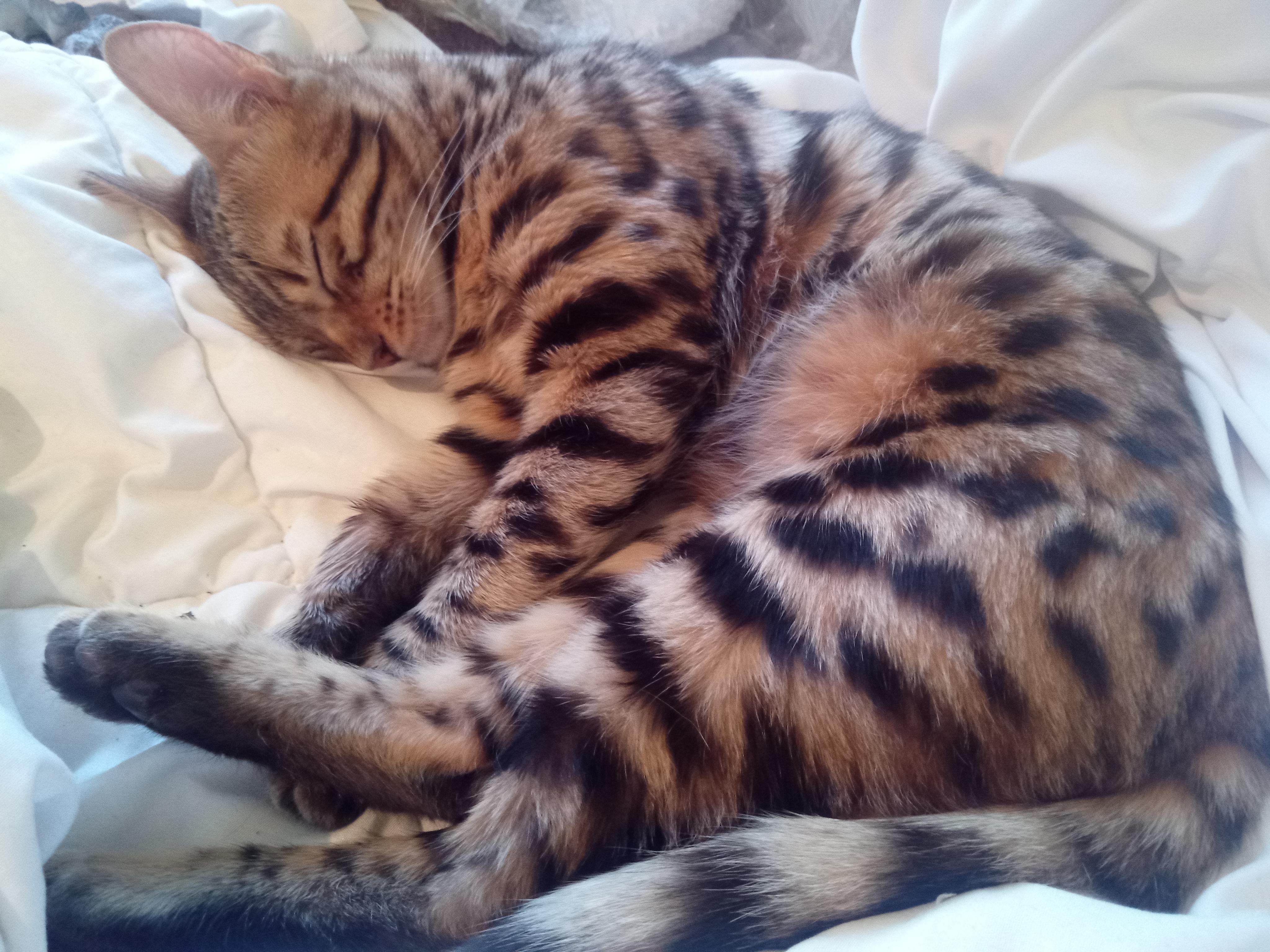 Veterinární ordinace Kateřina Dvořáková MVDr. foto 3