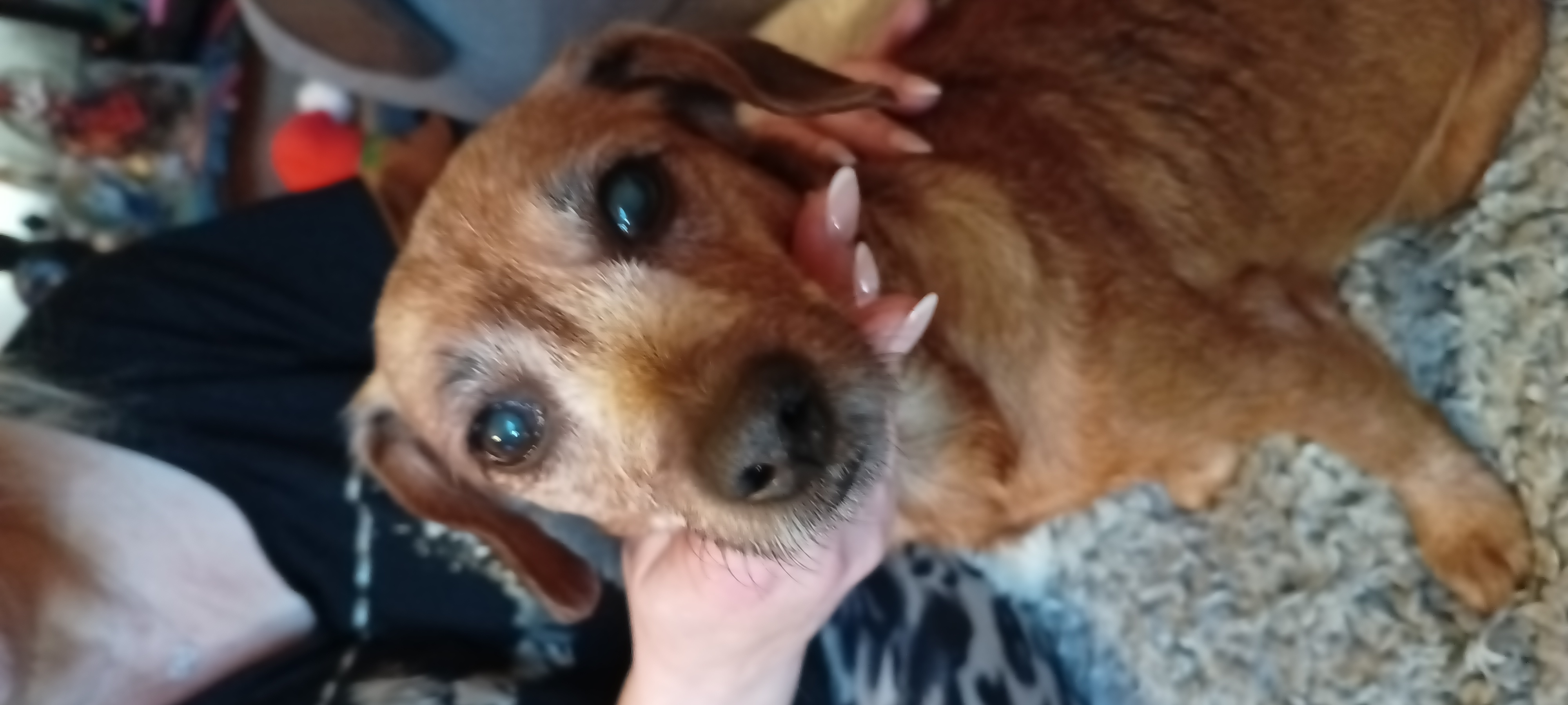 VETERINÁRNÍ OŠETŘOVNA MVDr. Klára Pospíšilová foto 4